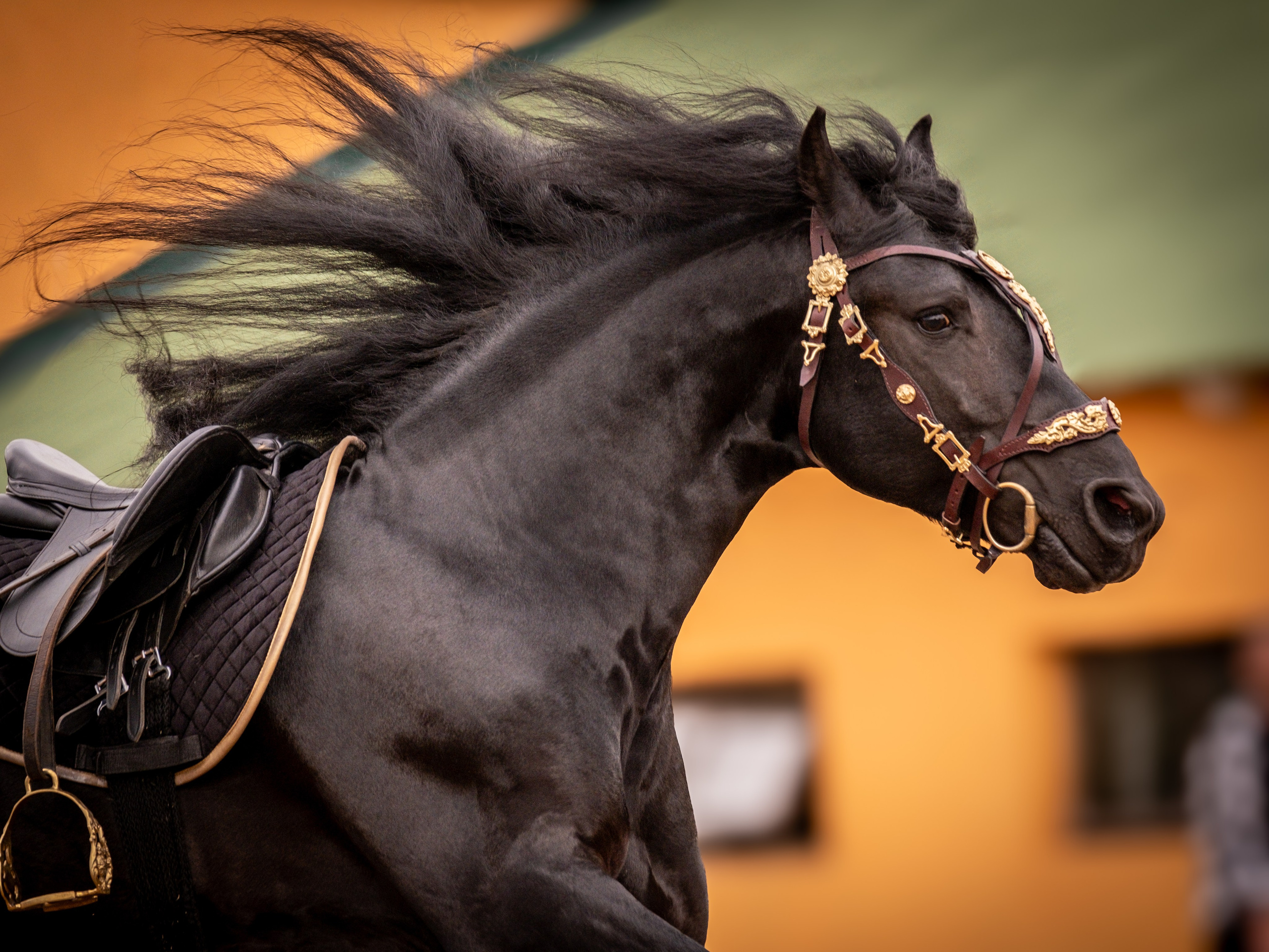 Аванпост, конное ранчо. Зоофотограф, фотограф животных в Москве и области Дина Дамоцева