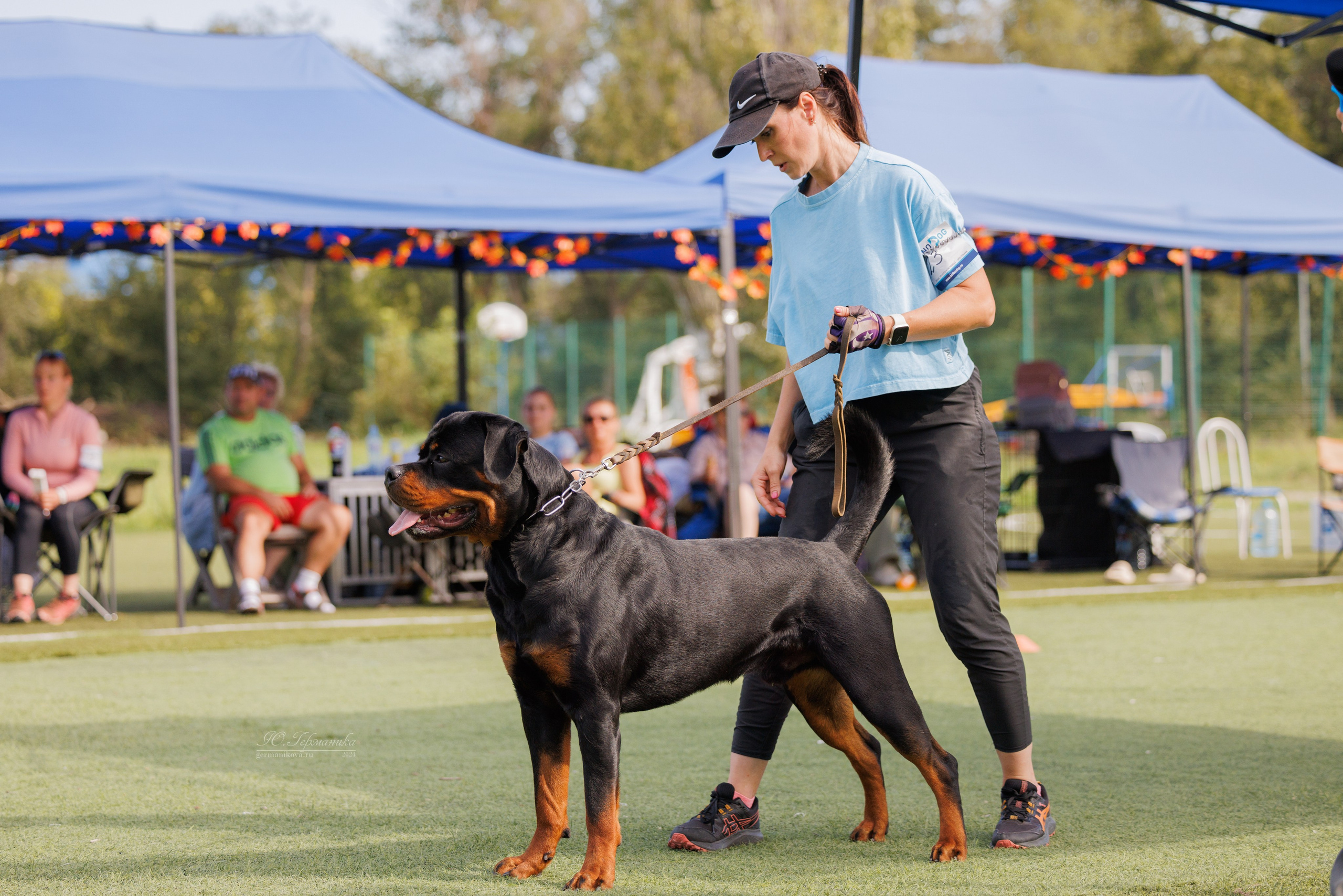 Анапа ротвейлеры 14-15.09.2024. Фотограф-анималист Юлия Германика