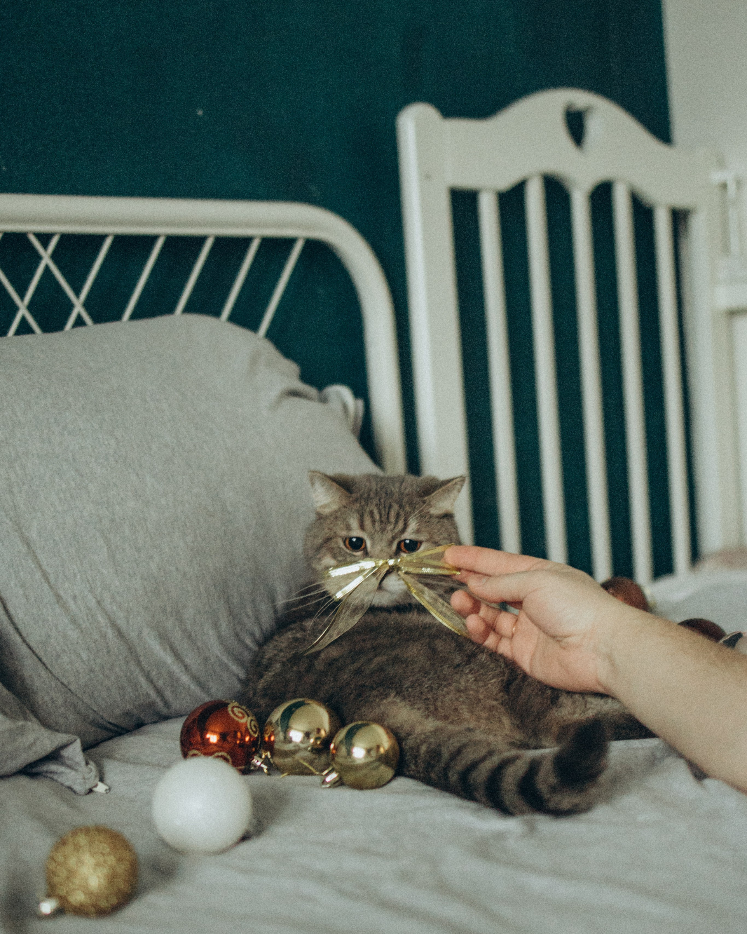 Домашняя семейная съемка под Новый год. Фотограф Углич и Ярославль Ольга Тятюшкина