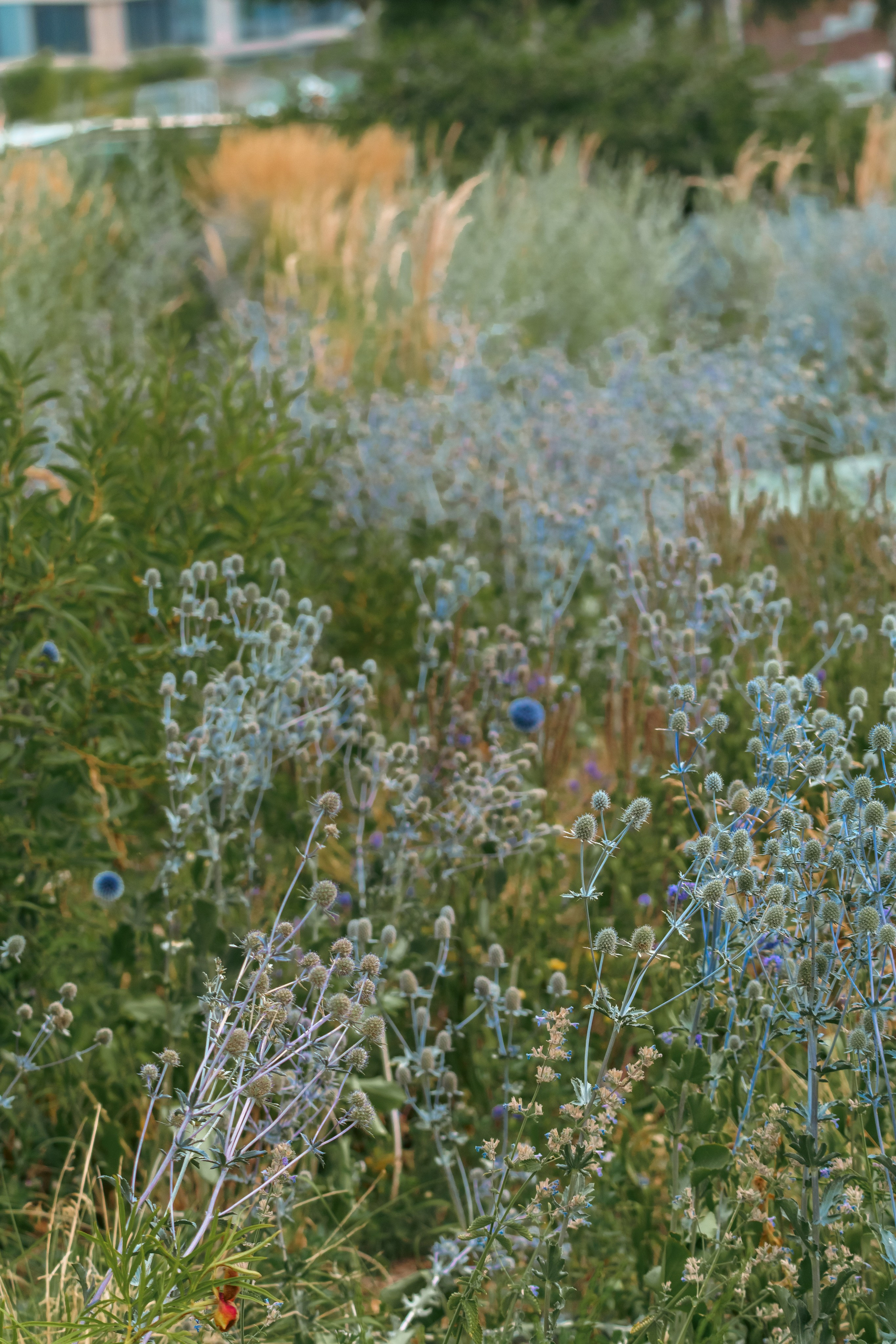 Природа. Фотограф в Санкт-Петербурге Ибрагимова Алина