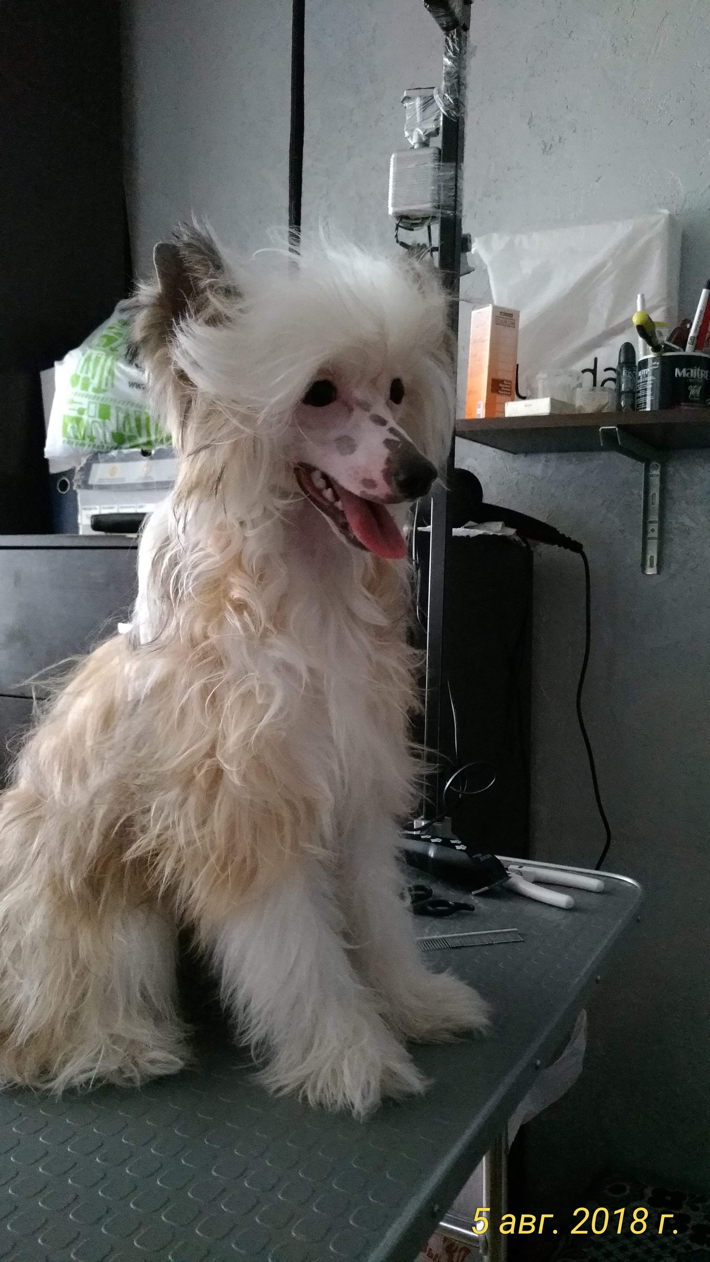 Barthelamew is leaving. Poale Ell Chinese Crested Dog Kennel: Buy a puppy from the kennel