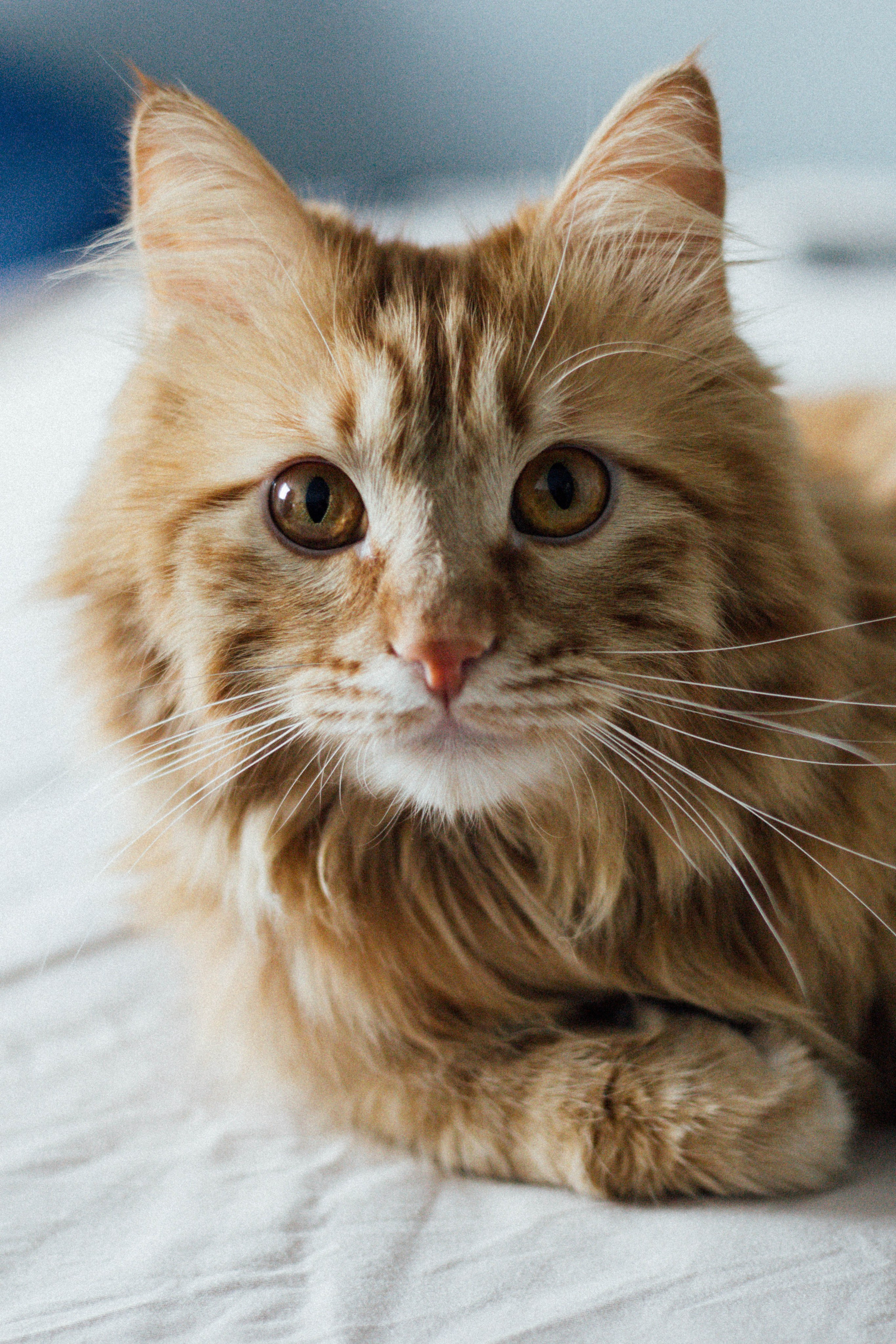 МАЛЕНЬКИЙ ФЁДОР. Семейный и свадебный фотограф в Волгограде Наталья Орина