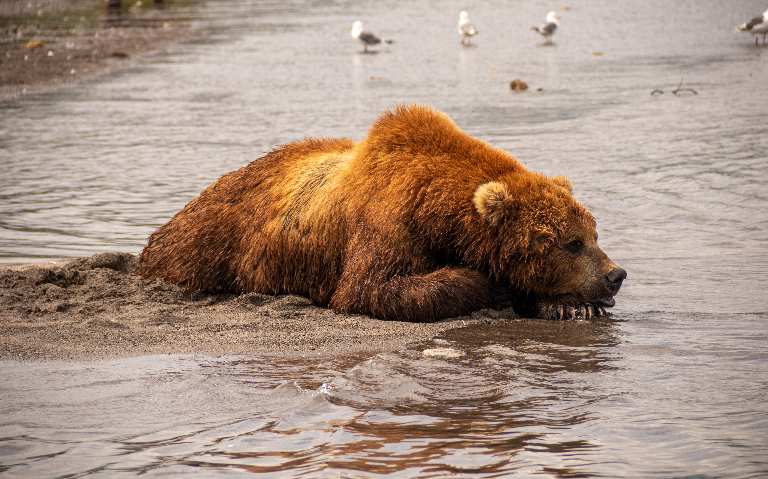 Камчатка. Наталия Фролова. Фотограф. Москва