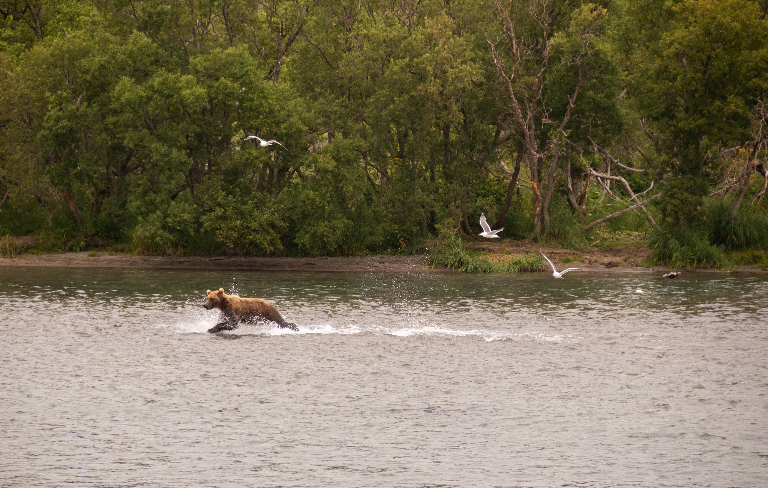 Камчатка. Наталия Фролова. Фотограф. Москва