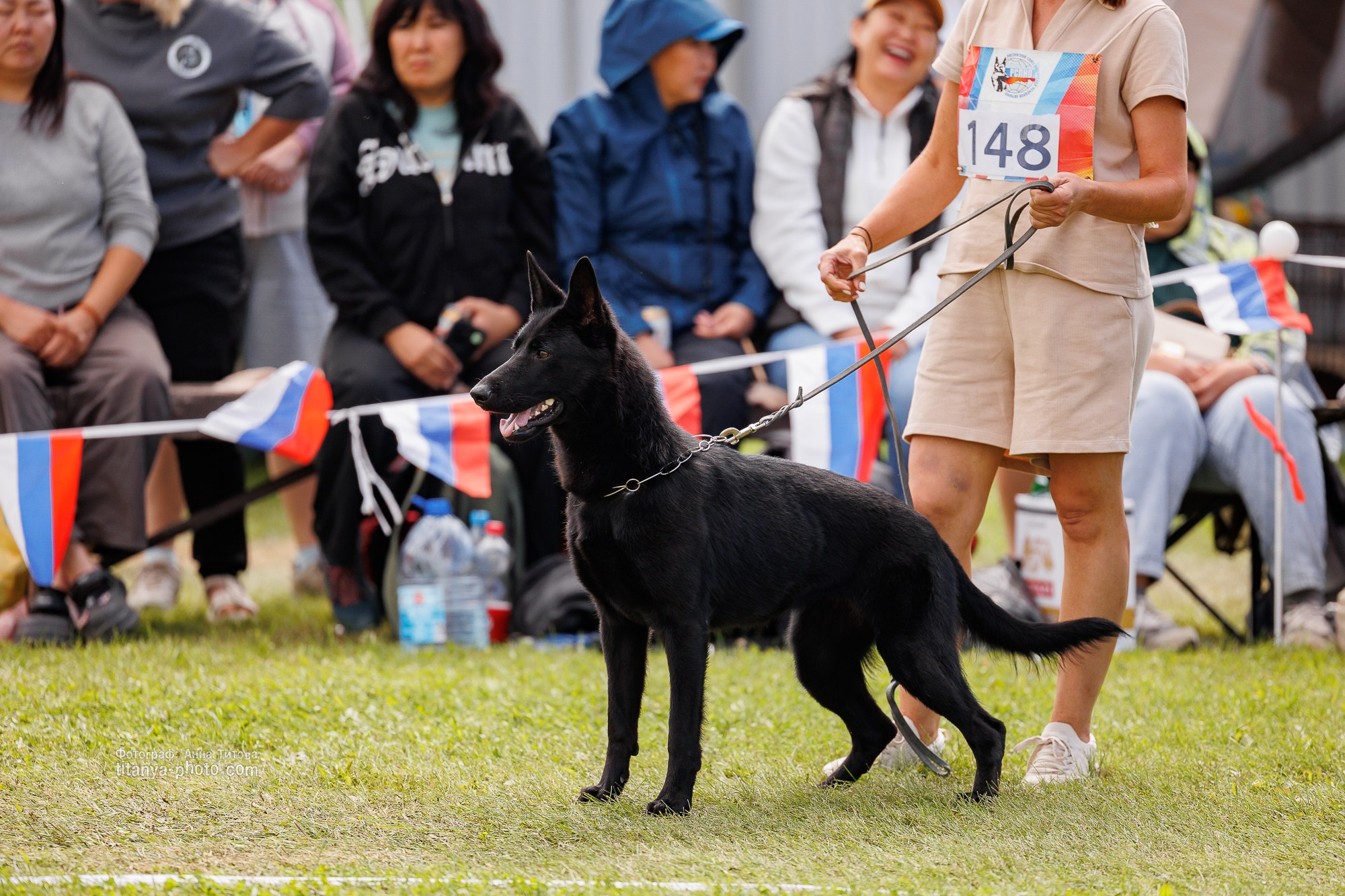 Немецкие овчарки: фото из рингов и вне ринга, мутпроба (фотографии с выставок). Фотограф собак, фотограф-анималист Аня Титова (Titanya). Москва