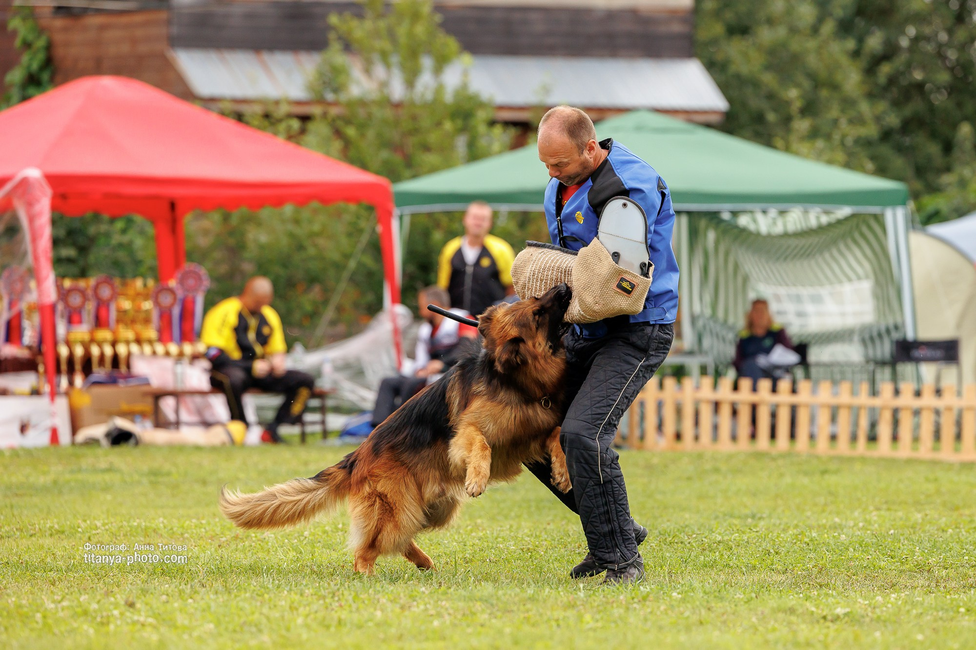 Немецкие овчарки: фото из рингов и вне ринга, мутпроба (фотографии с выставок). Фотограф собак, фотограф-анималист Аня Титова (Titanya). Москва