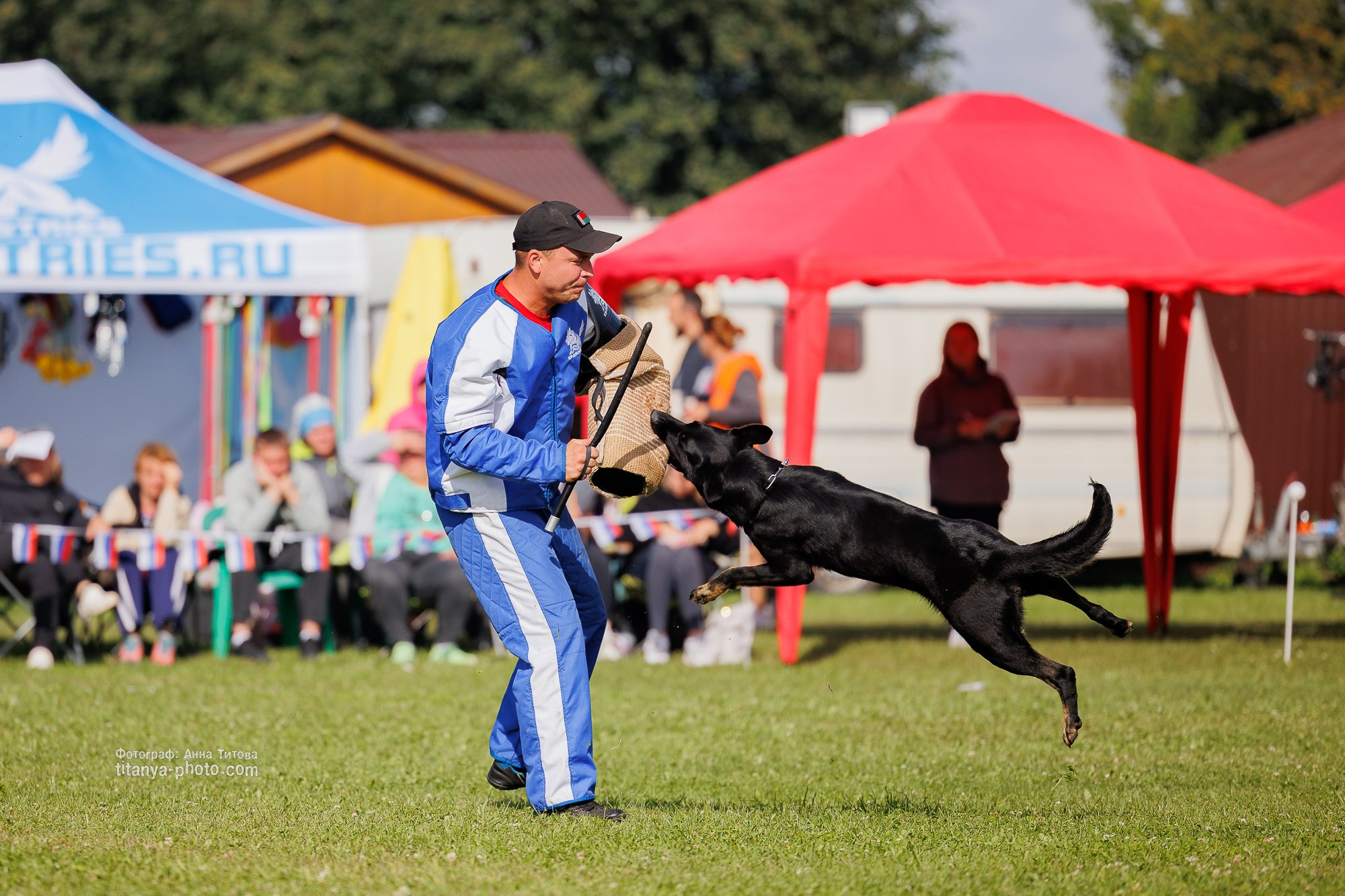 Немецкие овчарки: фото из рингов и вне ринга, мутпроба (фотографии с выставок). Фотограф собак, фотограф-анималист Аня Титова (Titanya). Москва