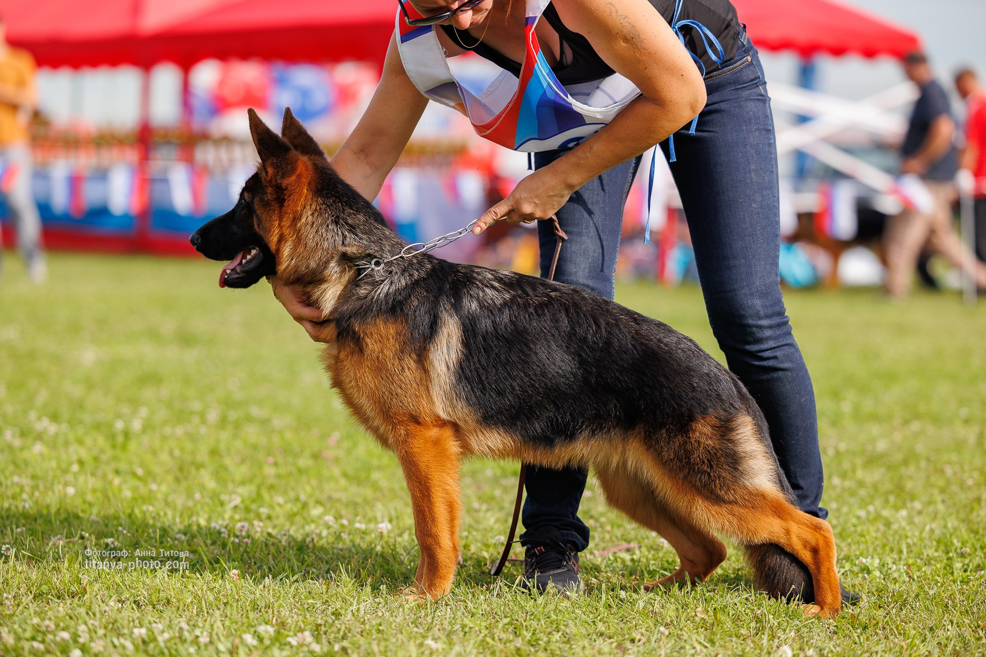 Немецкие овчарки: фото из рингов и вне ринга, мутпроба (фотографии с выставок). Фотограф собак, фотограф-анималист Аня Титова (Titanya). Москва