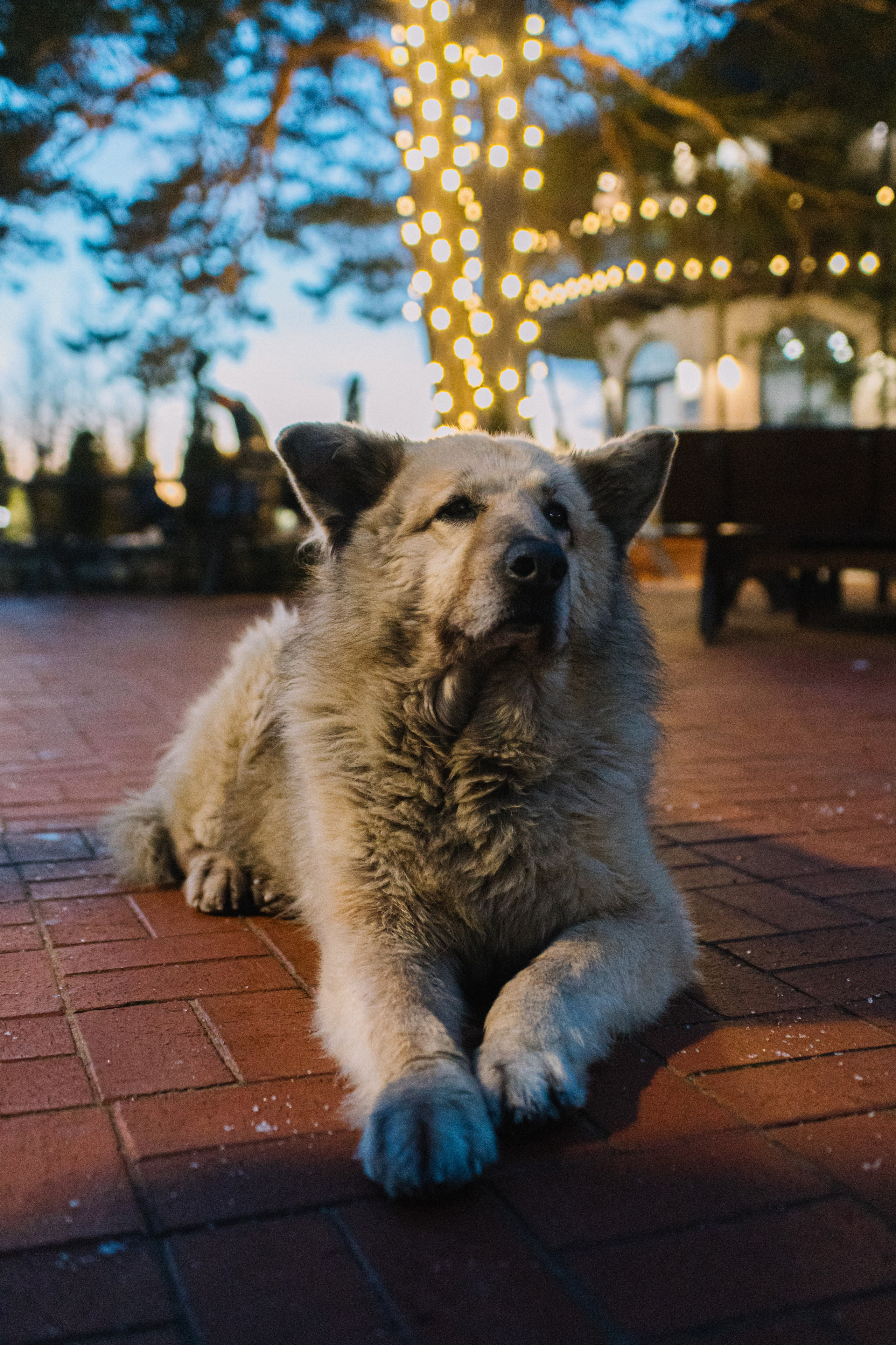 Масленица HEVAA