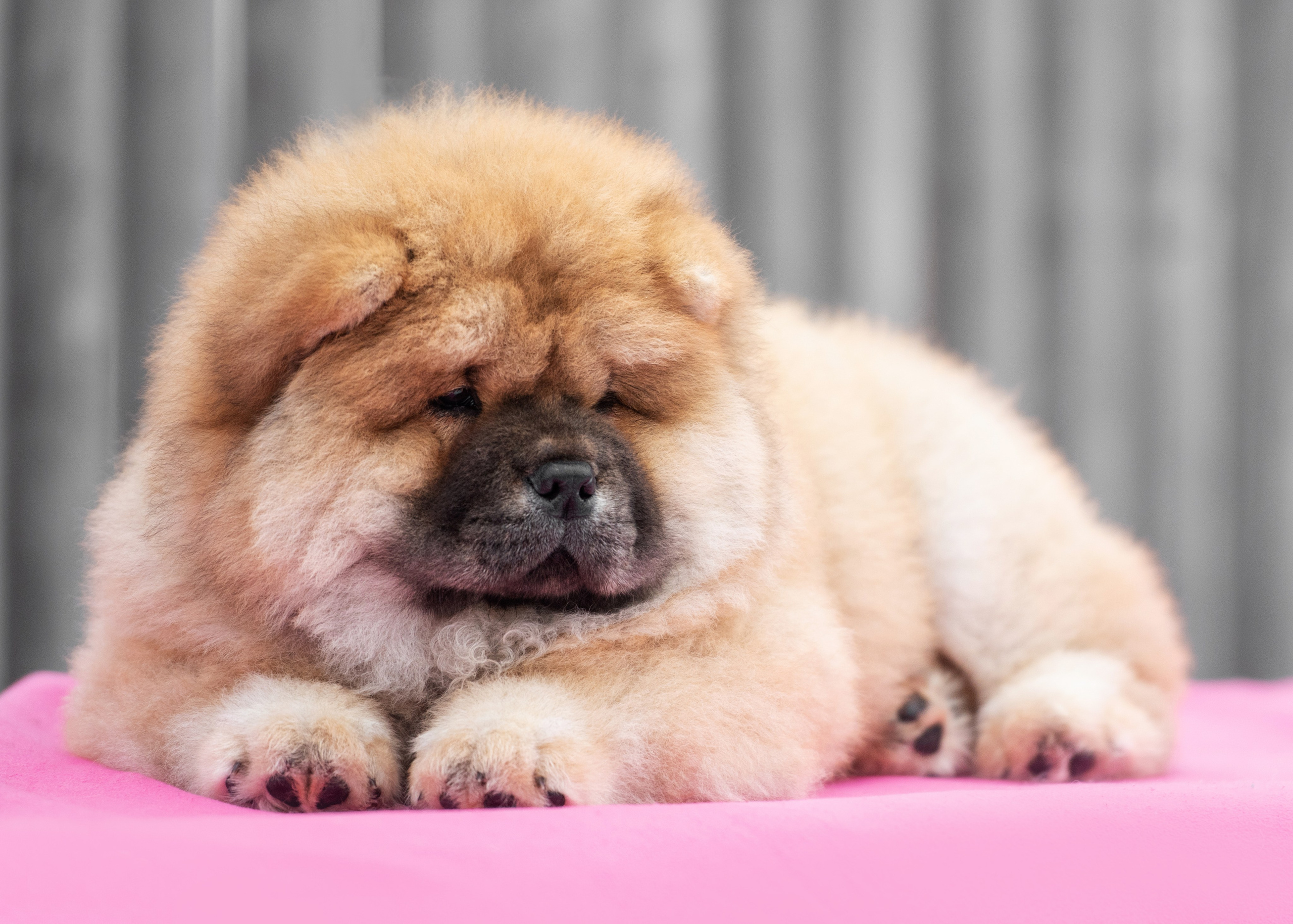 Чау чау. Дог-фотограф в Тюмени Александра Королева