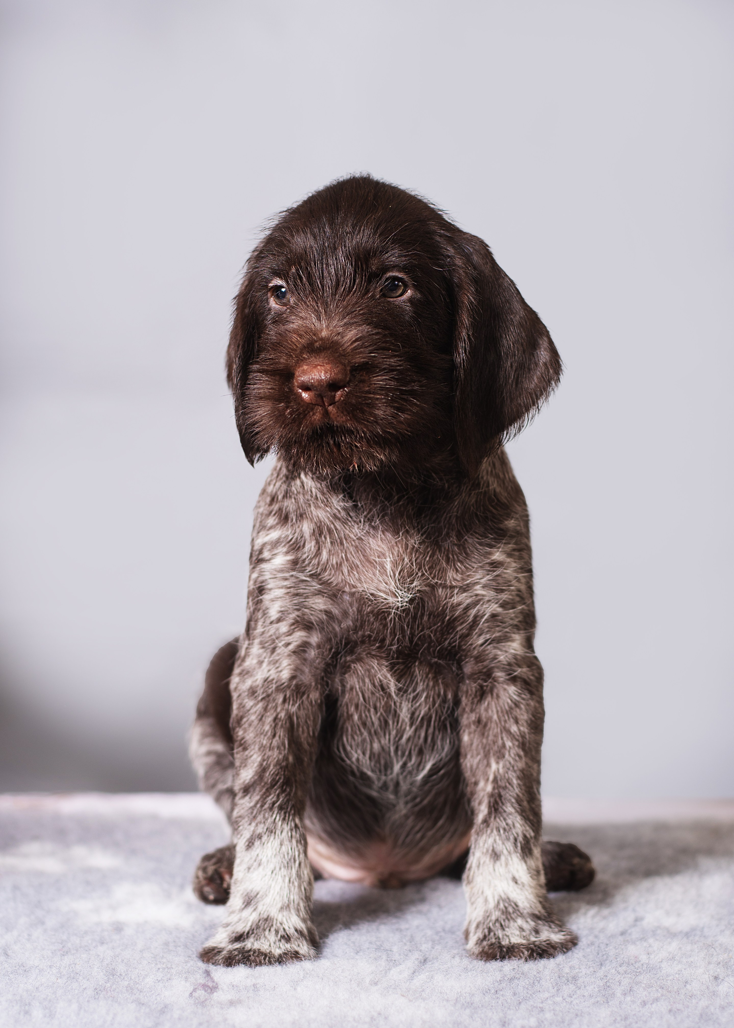 Дратхаарята. Дог-фотограф в Тюмени Александра Королева