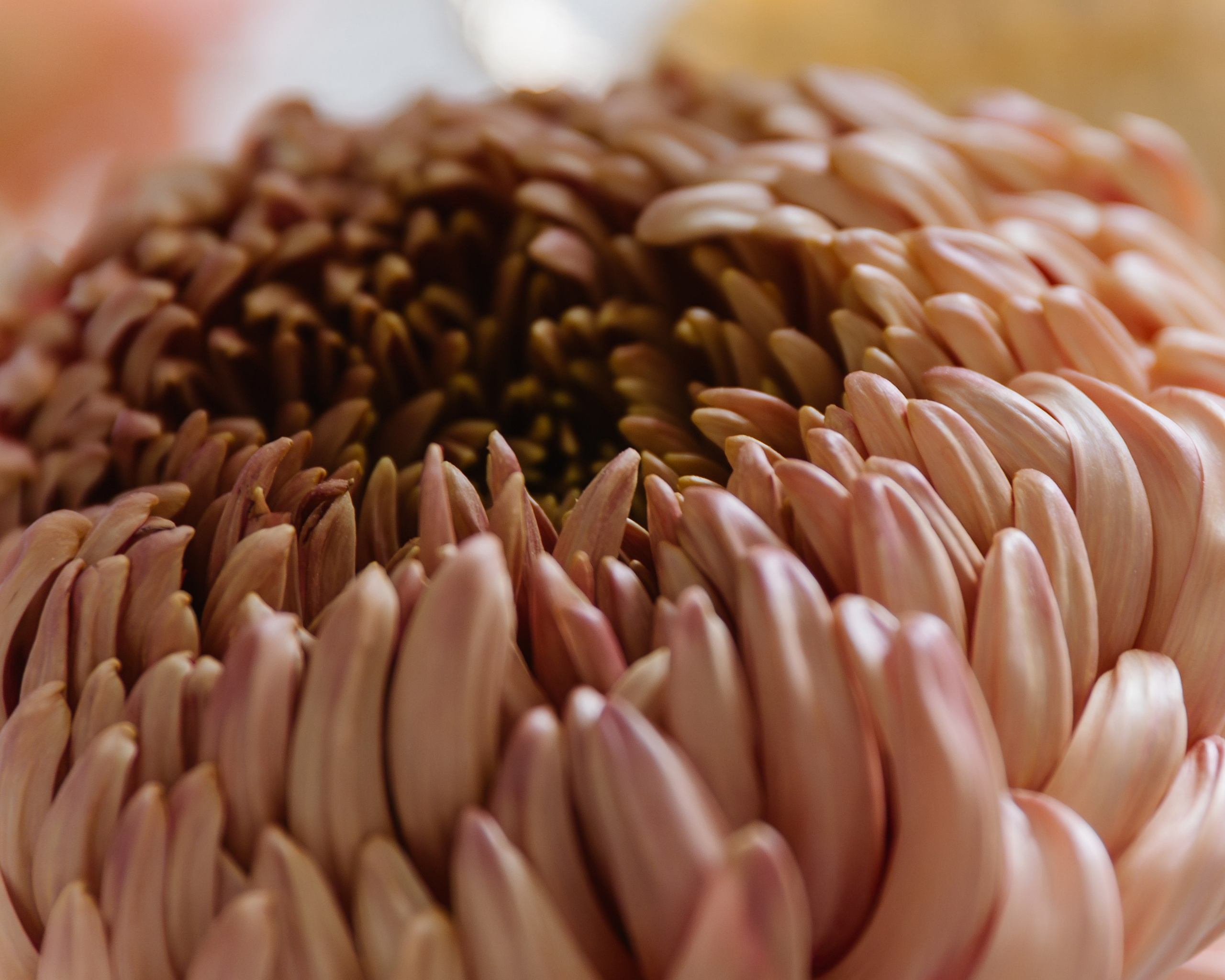 Season of soul. Фотограф Краснодар Юлия Бураченко Свадьбы Репортаж Семейные Индивидуальные съемки