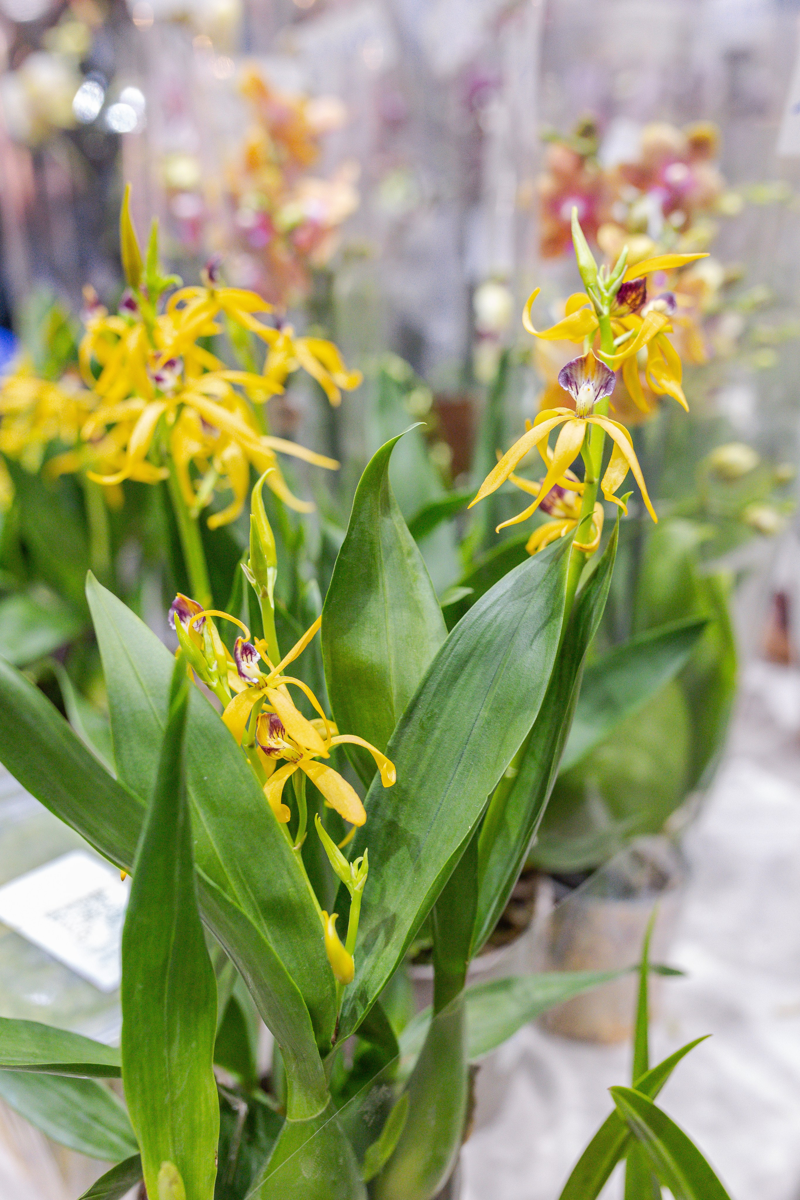 Орхидиум 12.2025. Александра Куликова фотограф, Москва