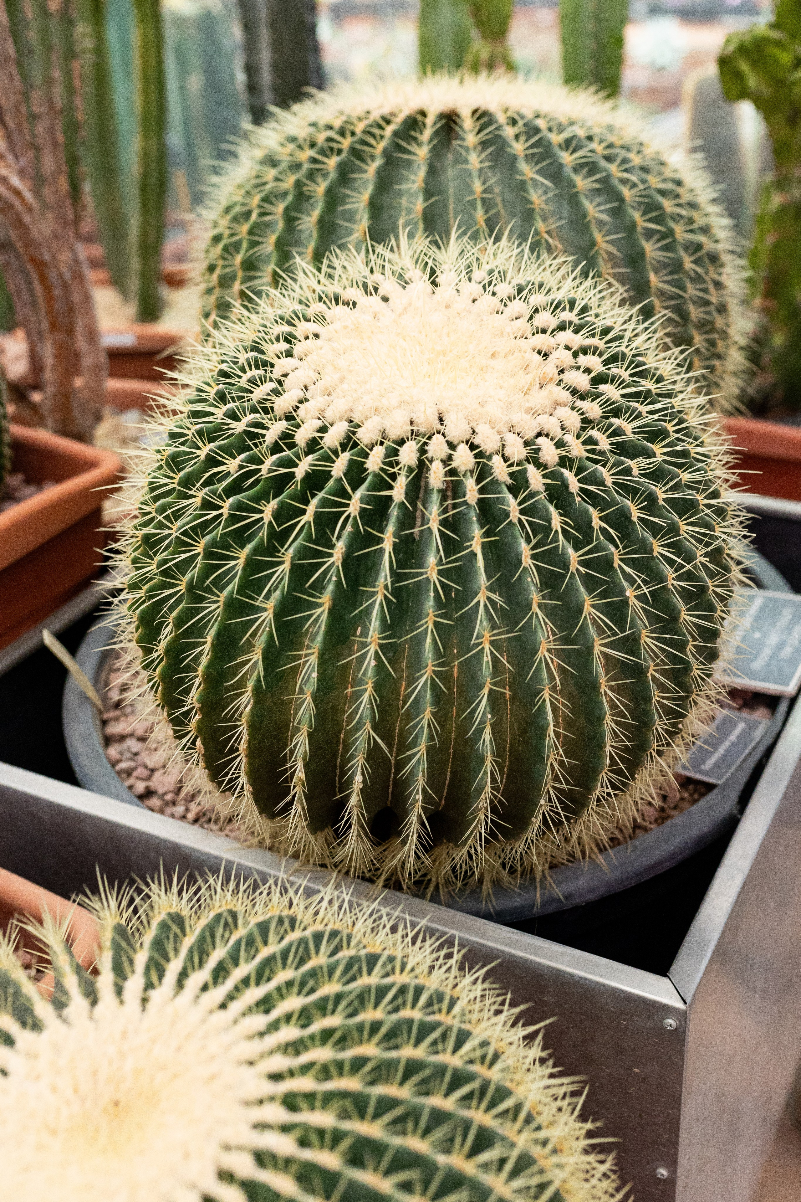 Аптекарский огород МГУ. Китай. Александра Куликова фотограф, Москва