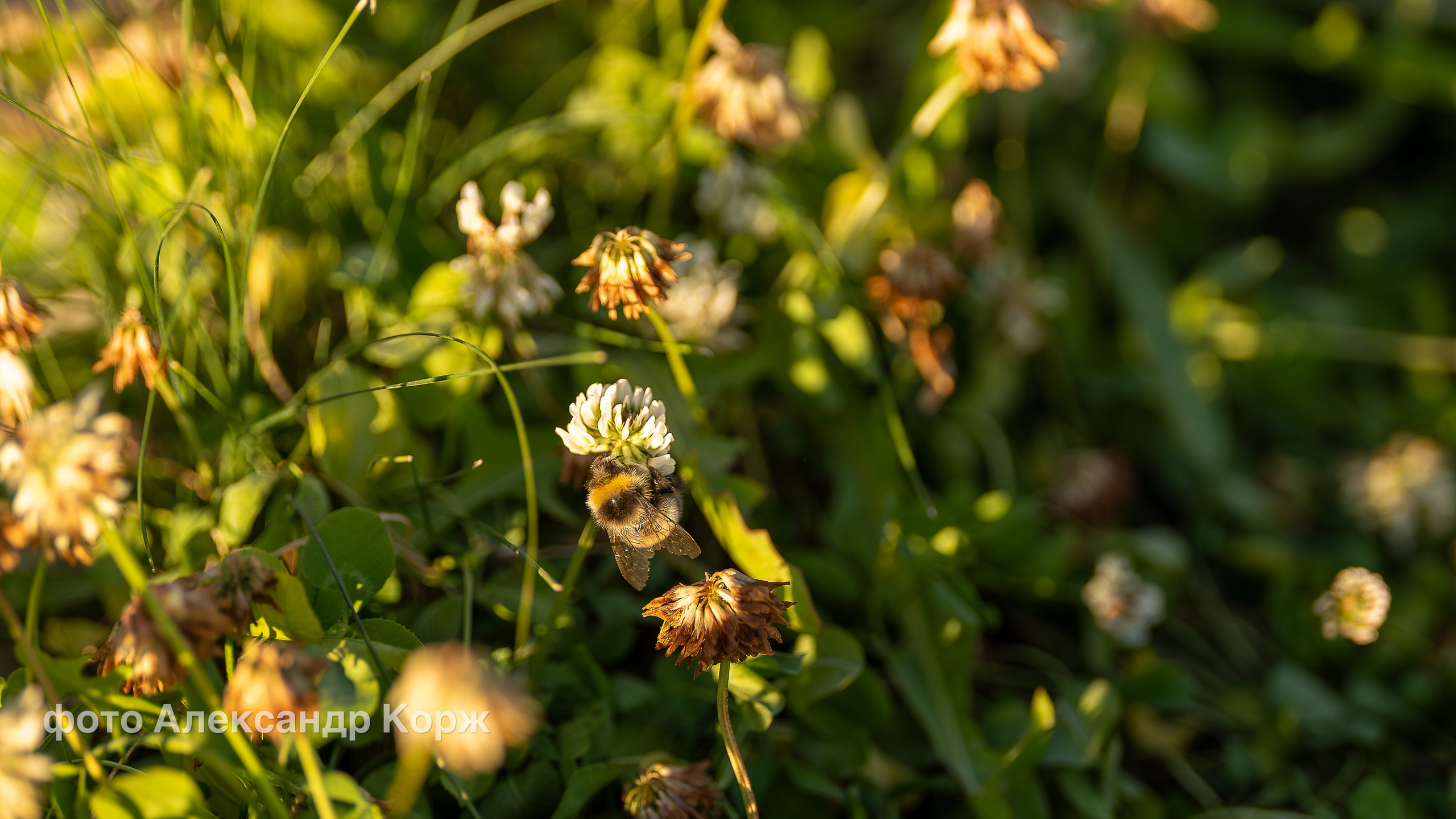 Яблочный спас. Фотографии и видеосъемка, Айхал, Удачный, Якутия. Фотографии Айхал