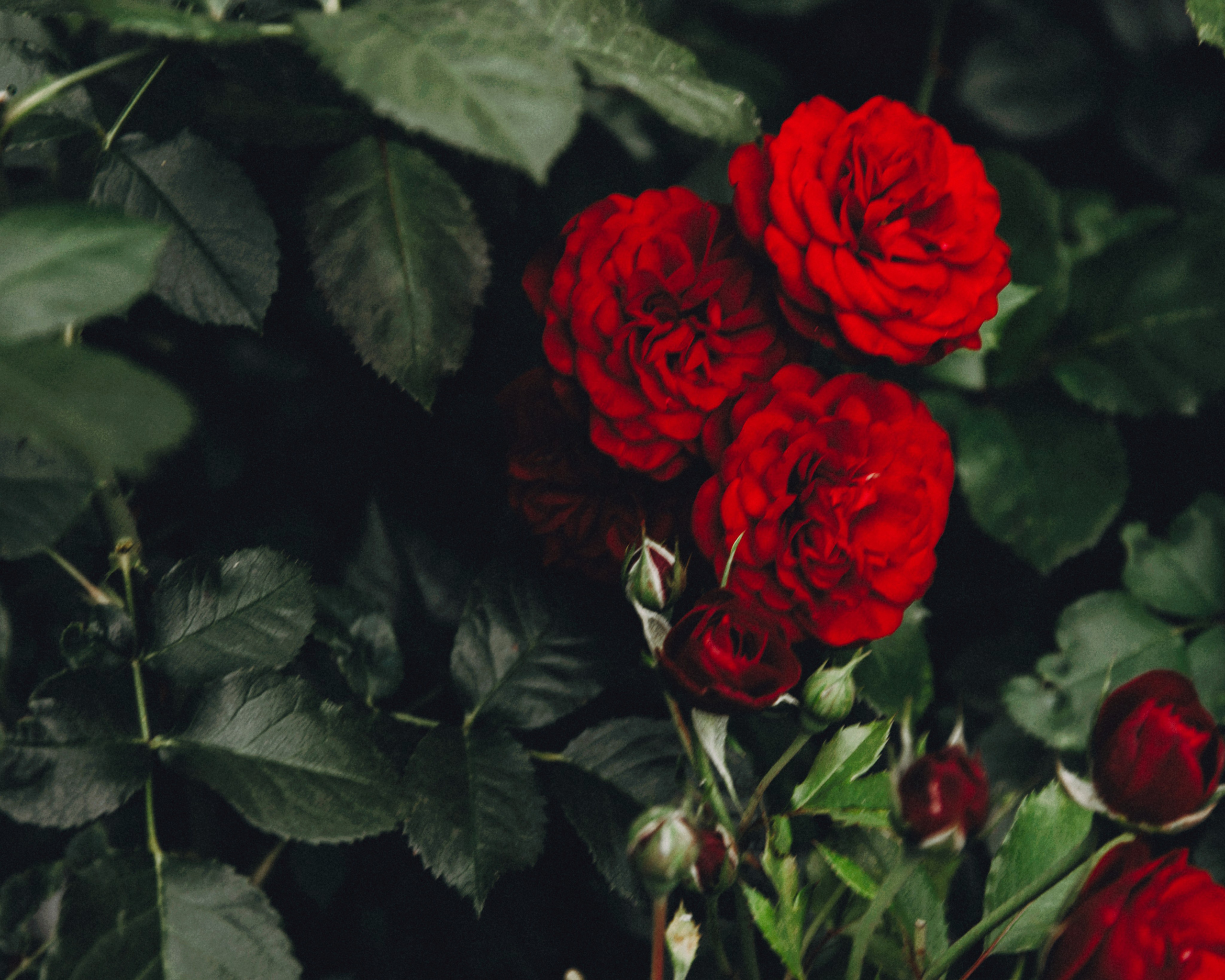 Катерина. Портретный фотограф Ванинен Анастасия. Санкт-Петербург