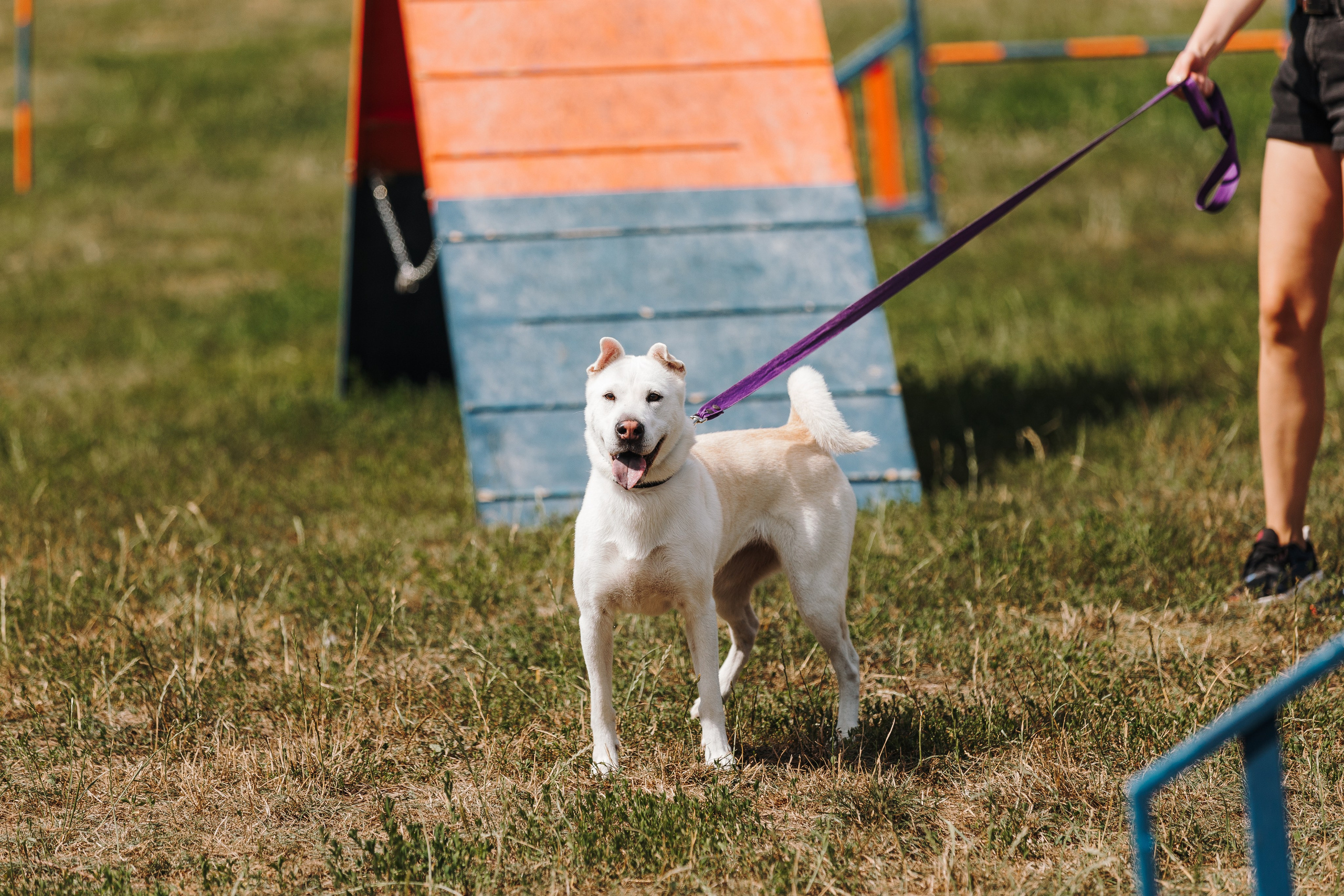 Petshop Sup day. Фотограф анималист Кристина Карпова, Москва