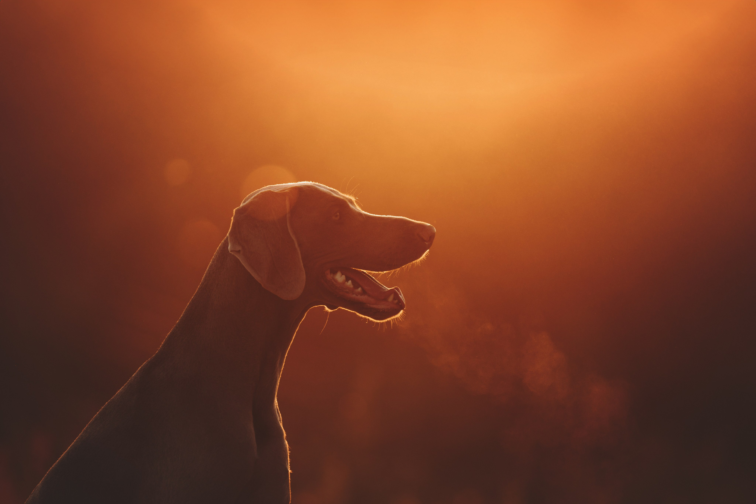 Юля и Эспен. Фотограф анималист Осипчикова Мария