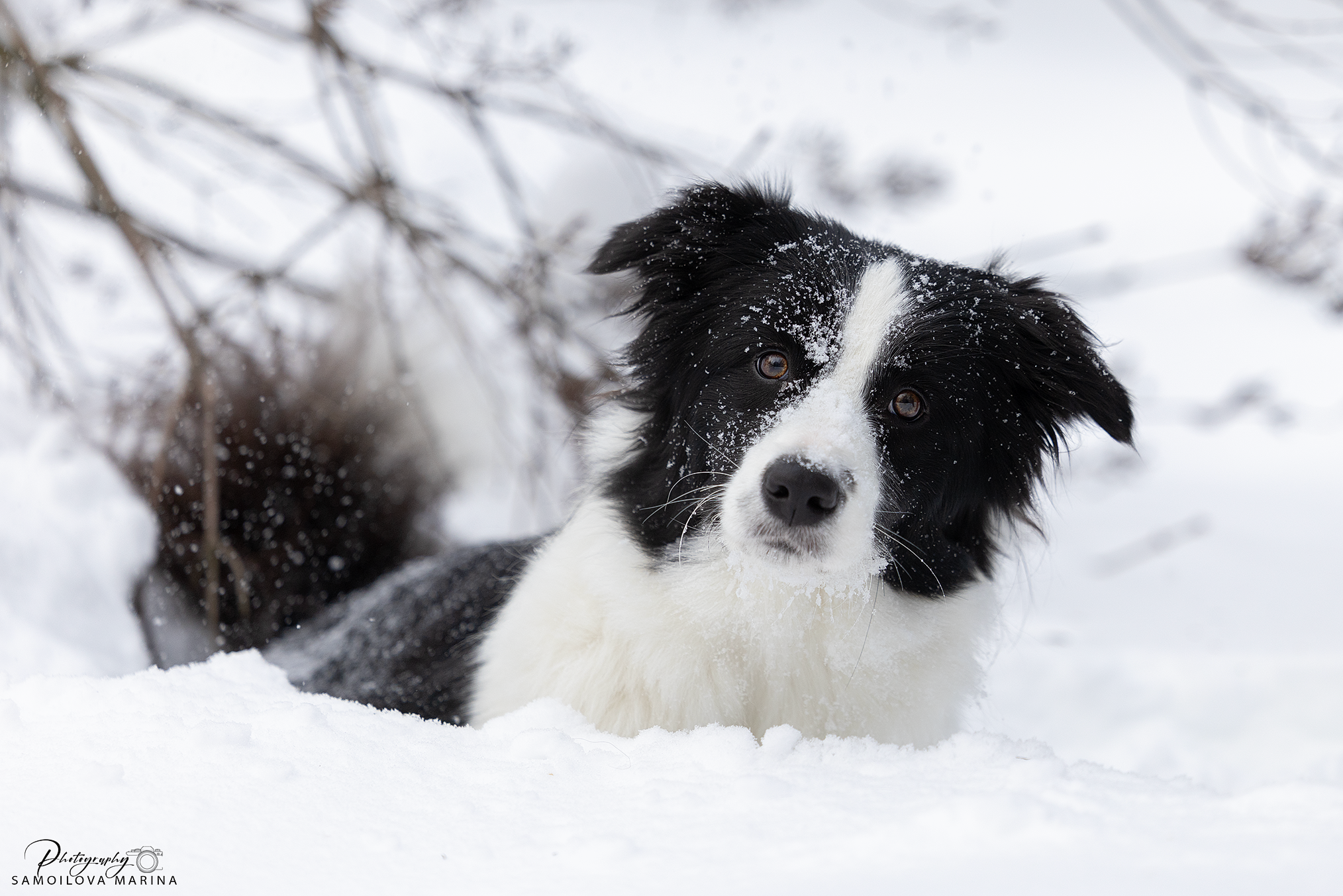 Собаки. Фотограф-анималист в Москве и МО Самойлова Марина