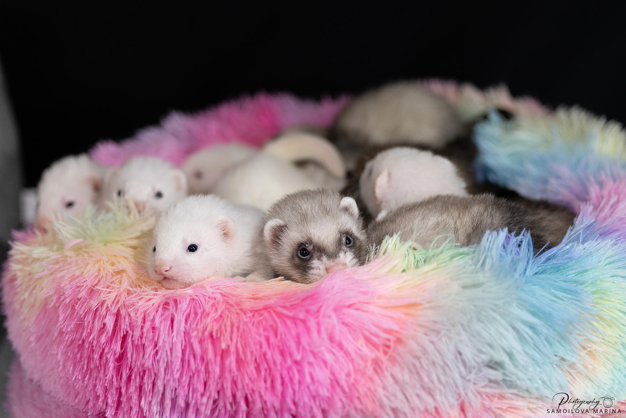 Хорьки. Фотограф-анималист в Москве и МО Самойлова Марина