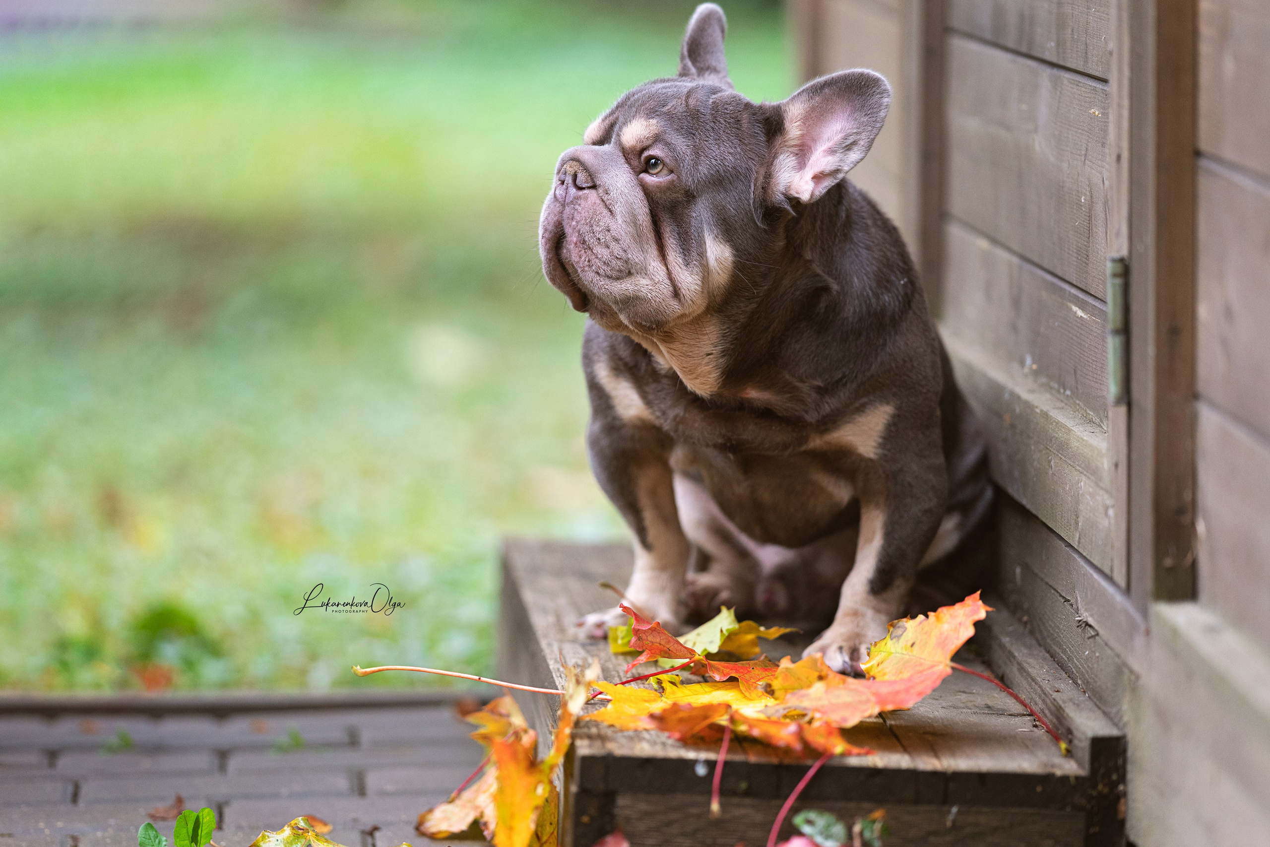 Бульдоги. Фотограф анималист Ольга Луканенкова в Москве