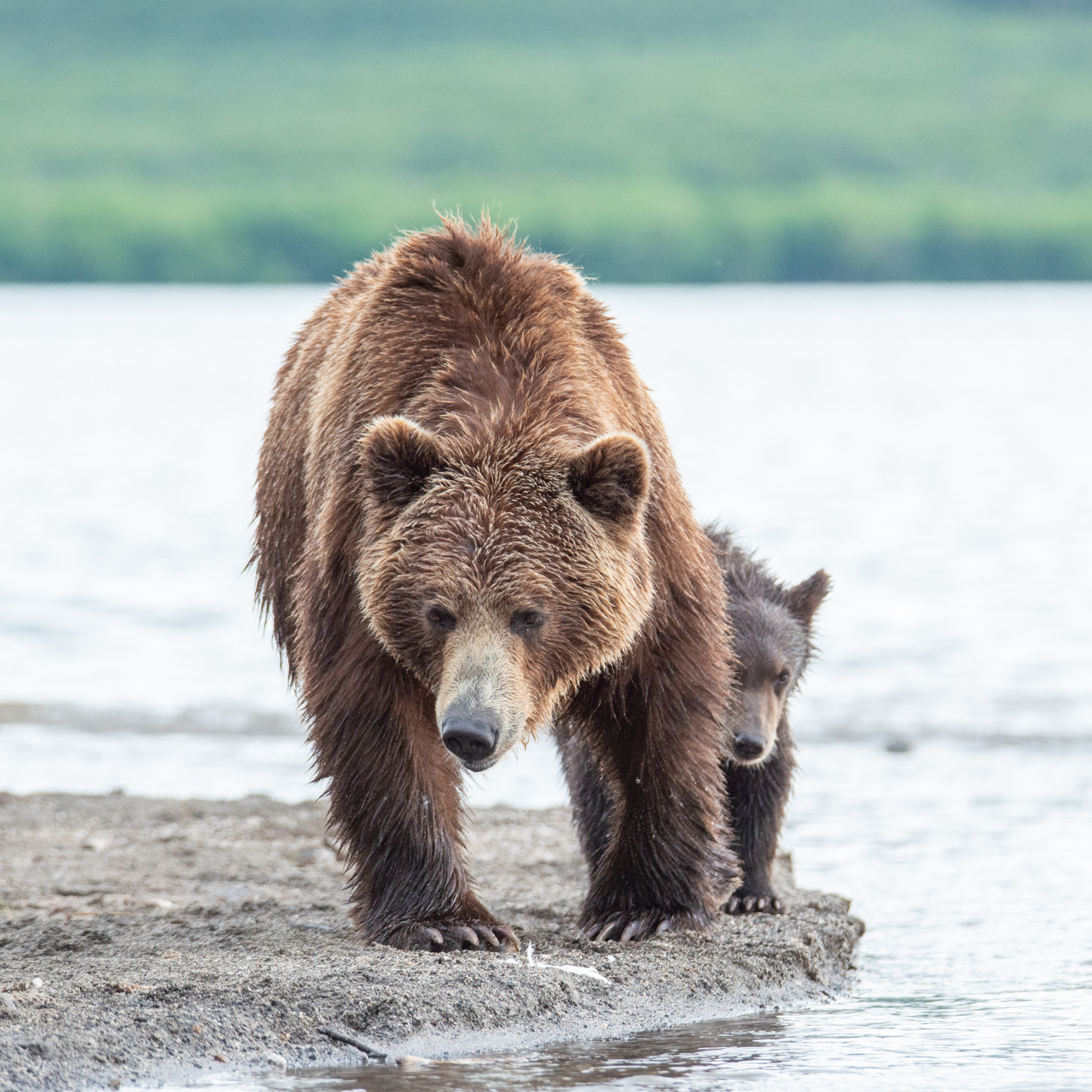 Камчатка — земля медведей. Игорь Иванко — Репортажный и событийный фотограф. Москва