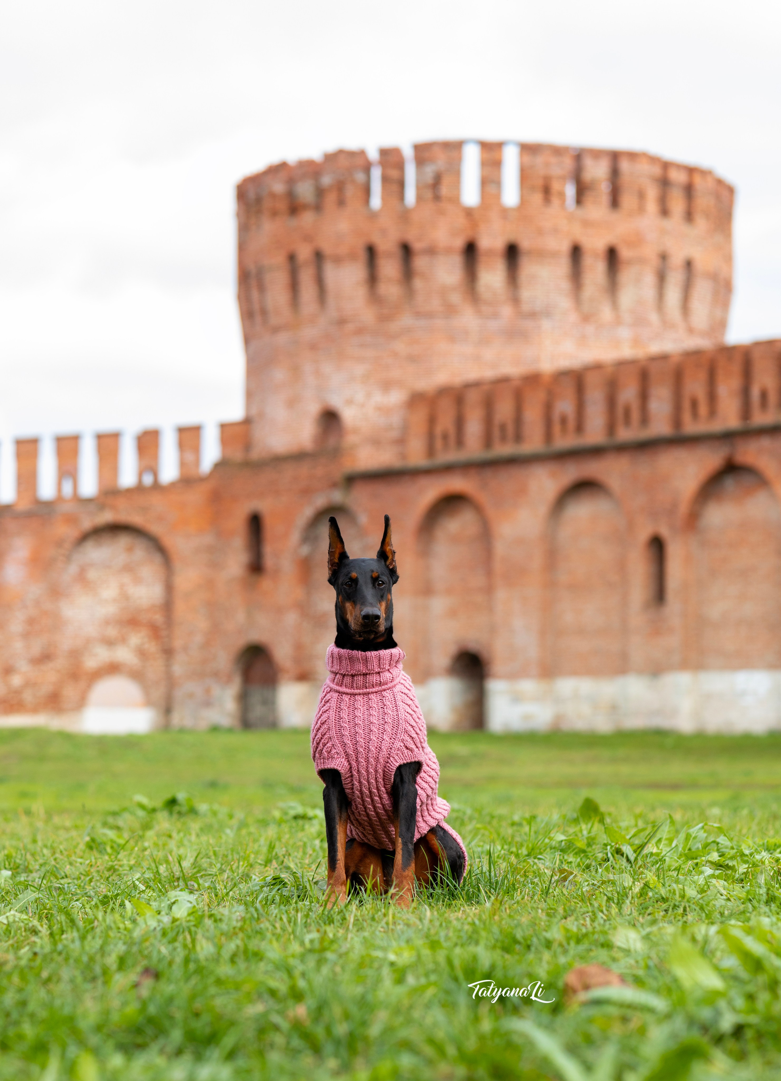 Доберман. Фотограф — анималист Татьяна Ли