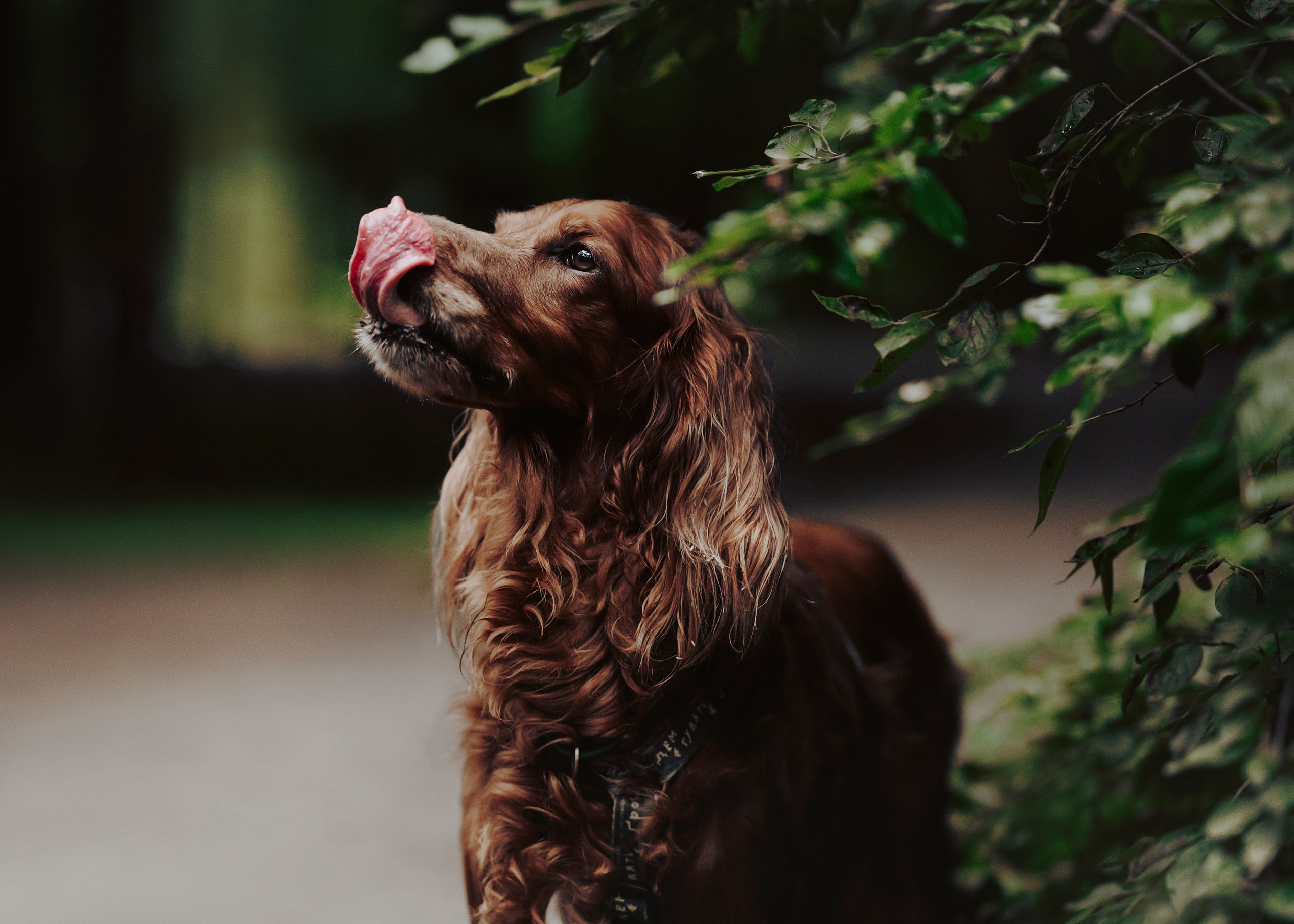 Рейн. Фотограф- анималист Александра Матвеева