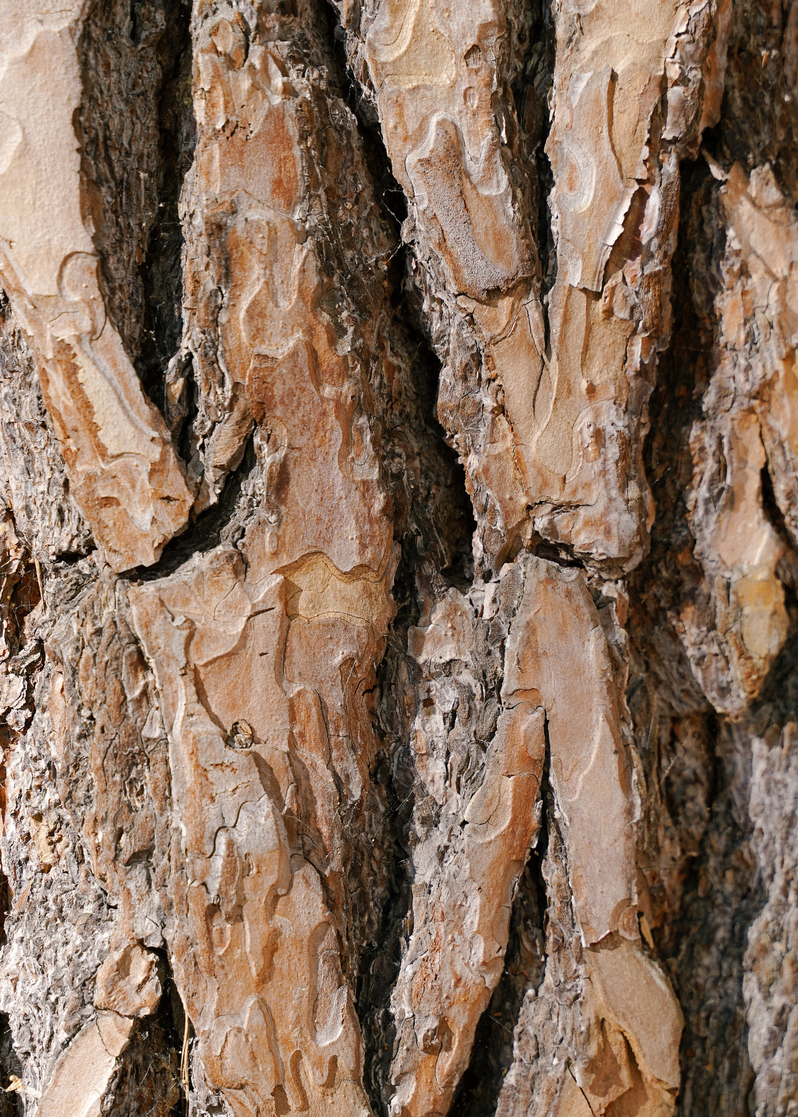 ПАПА + ДОЧЬ. Фотограф Алина Кудри