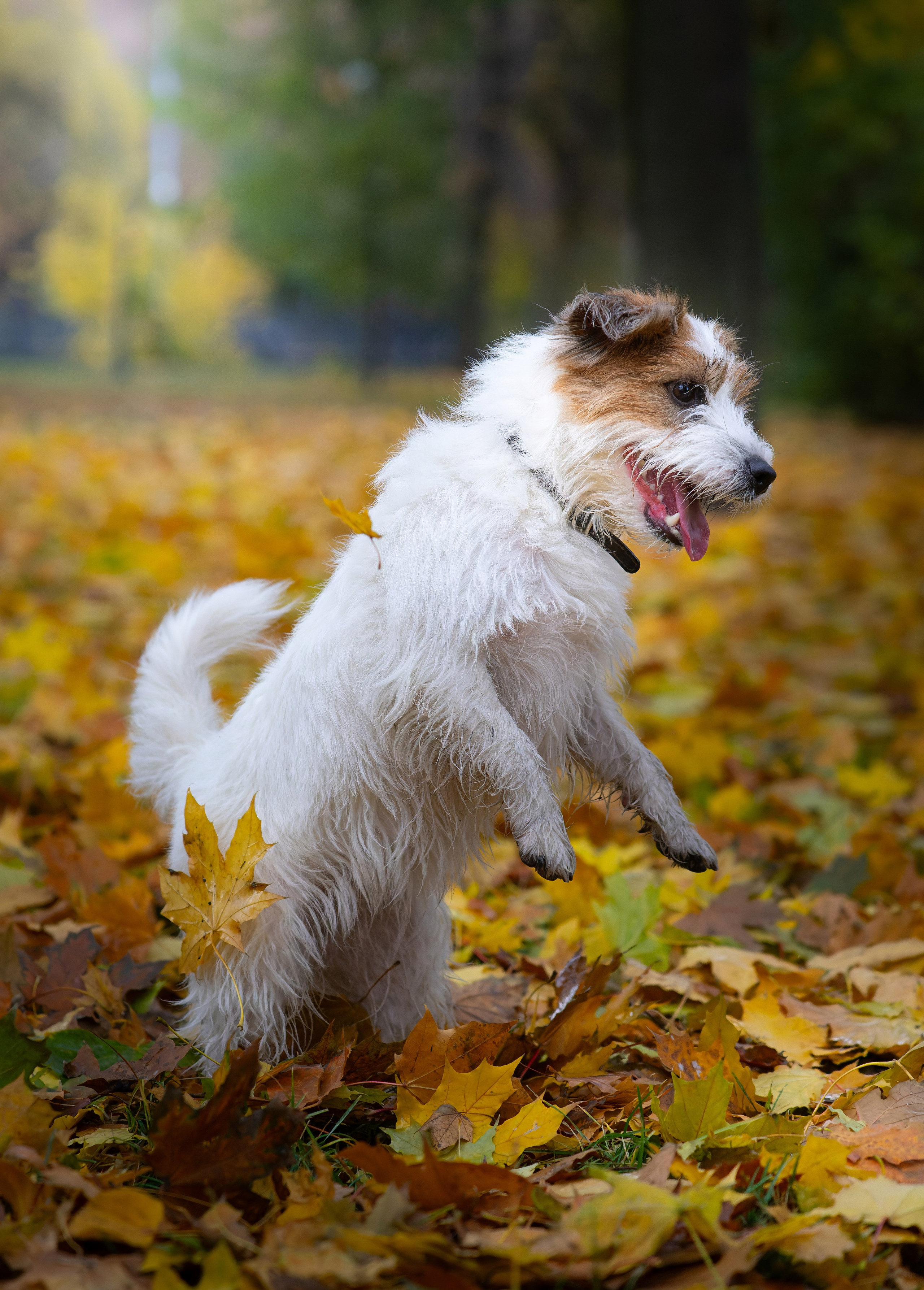 Птицы и животные. Oles Paritskiy