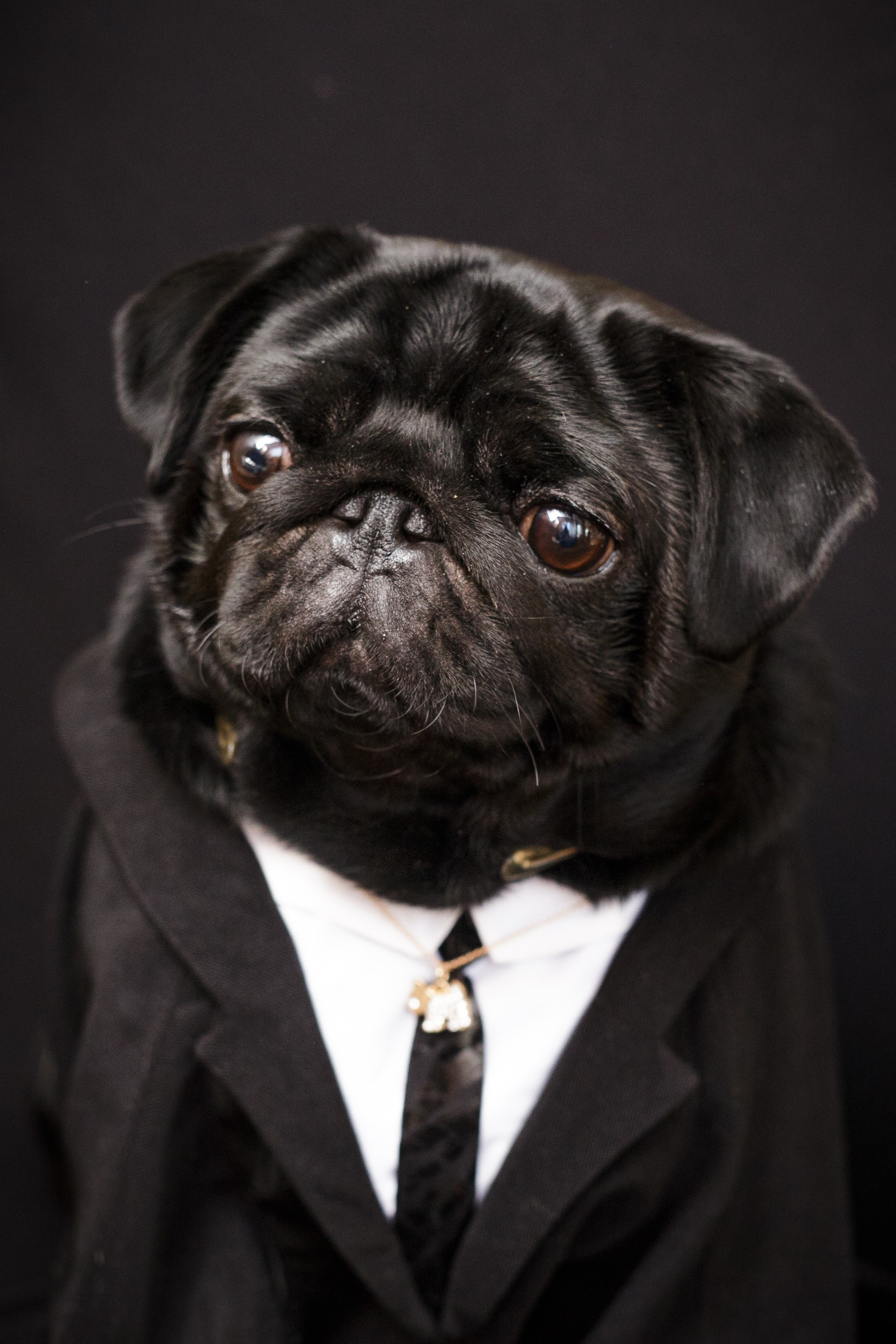 Собаки, кошки и др. животные. Семейный фотограф в Екатеринбурге