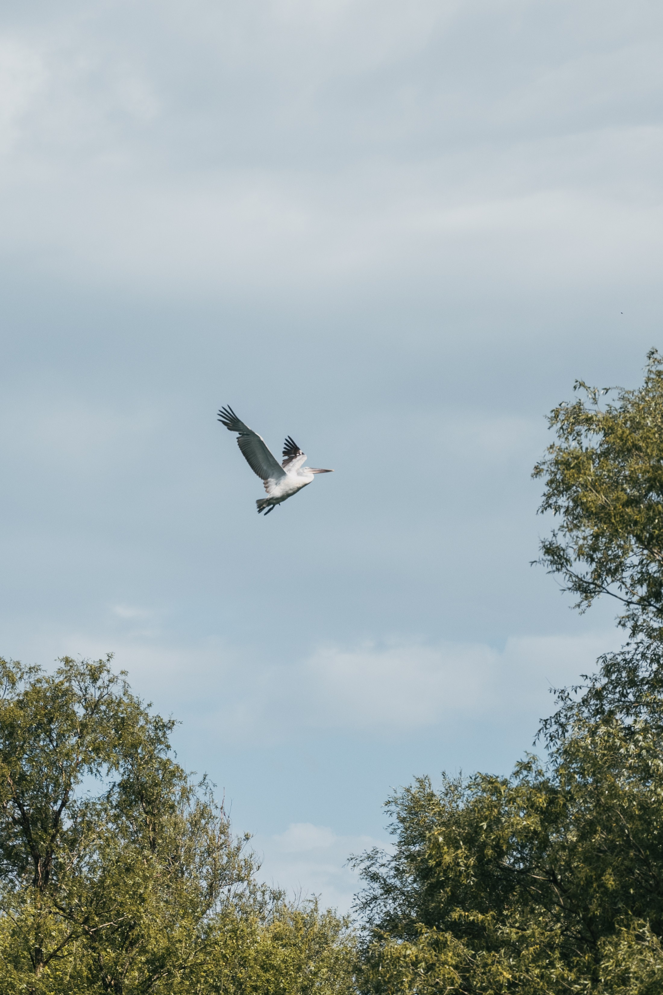 СКАДАРСКОЕ ОЗЕРО. ЧЕРНОГОРИЯ. Фотограф в Белграде Чугреева Елена