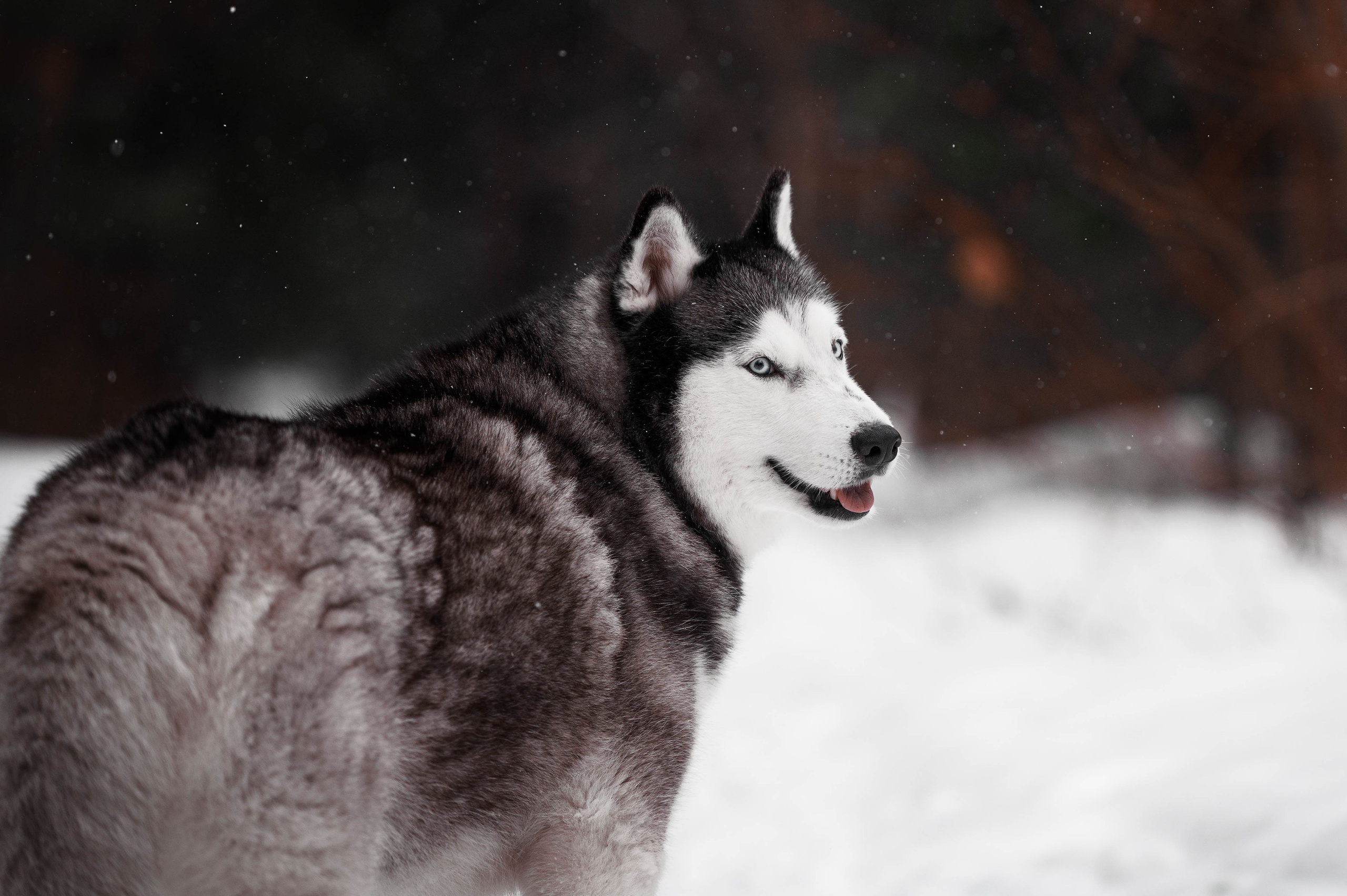 Шанель. Фотограф-анималист