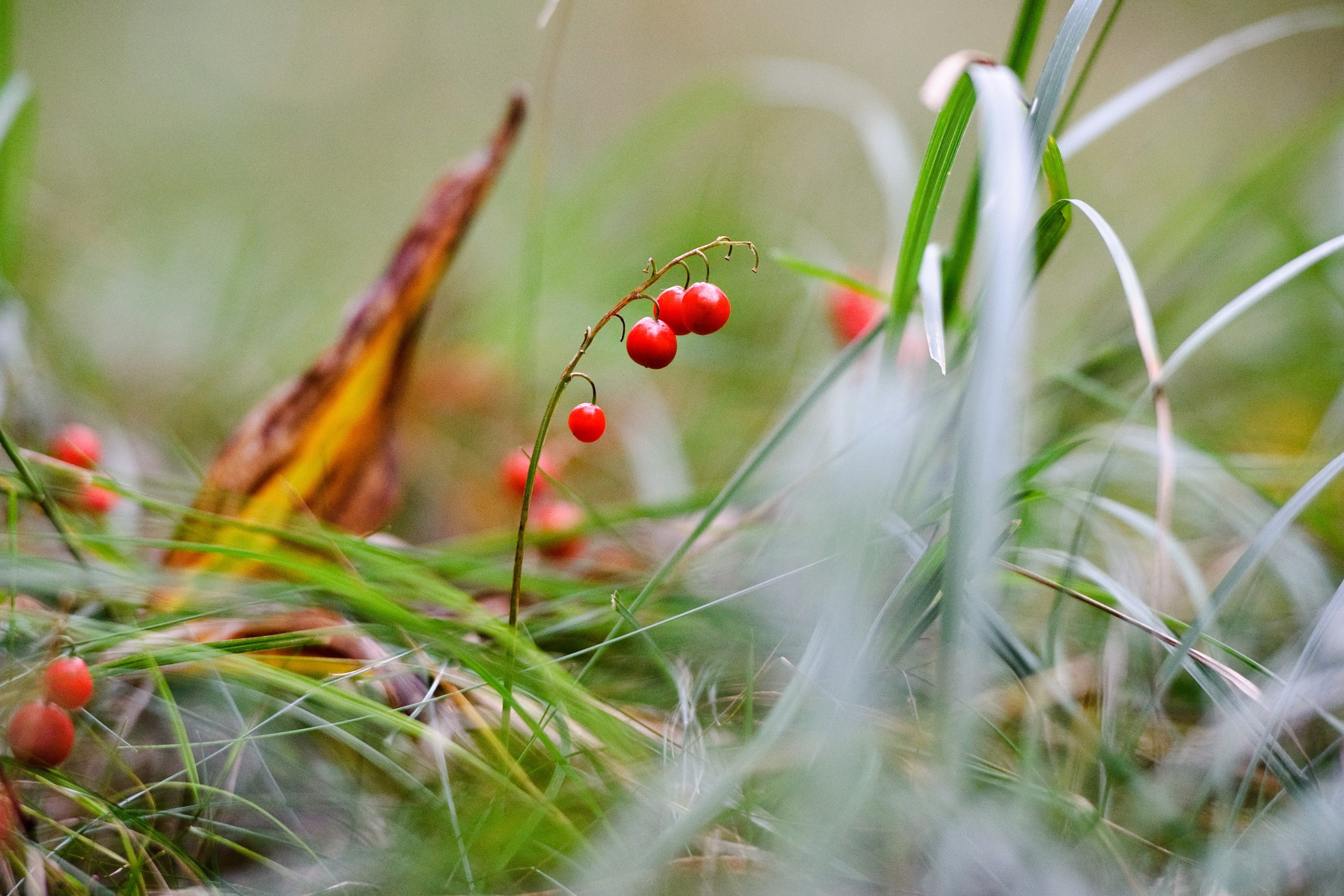 Татьяна и Алексей. В ожидании малыша. Семейный фотограф Анна Дубовская