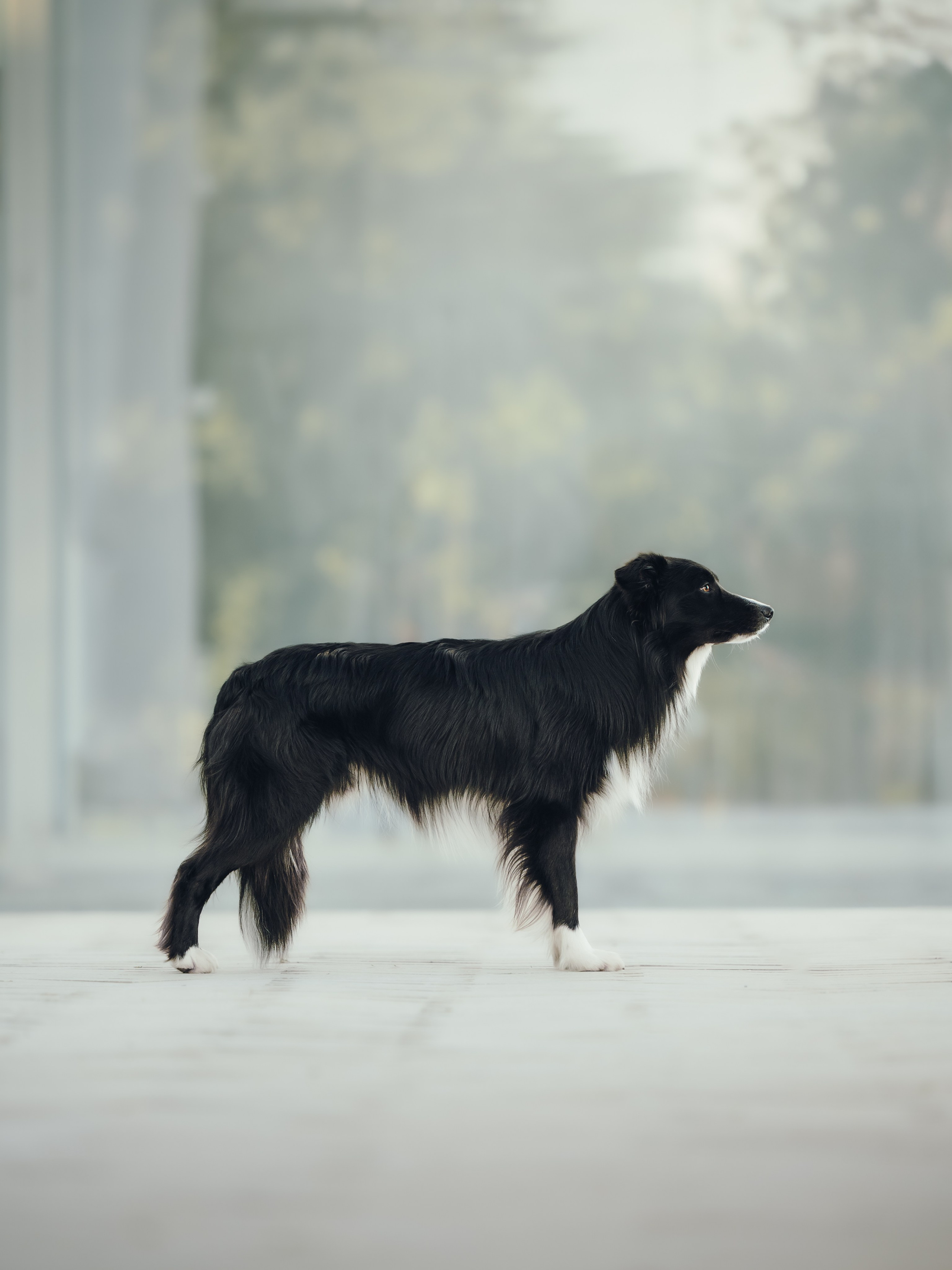 Марина и Эдж. Семейный фотограф анималист Ананьева Мария — Москва