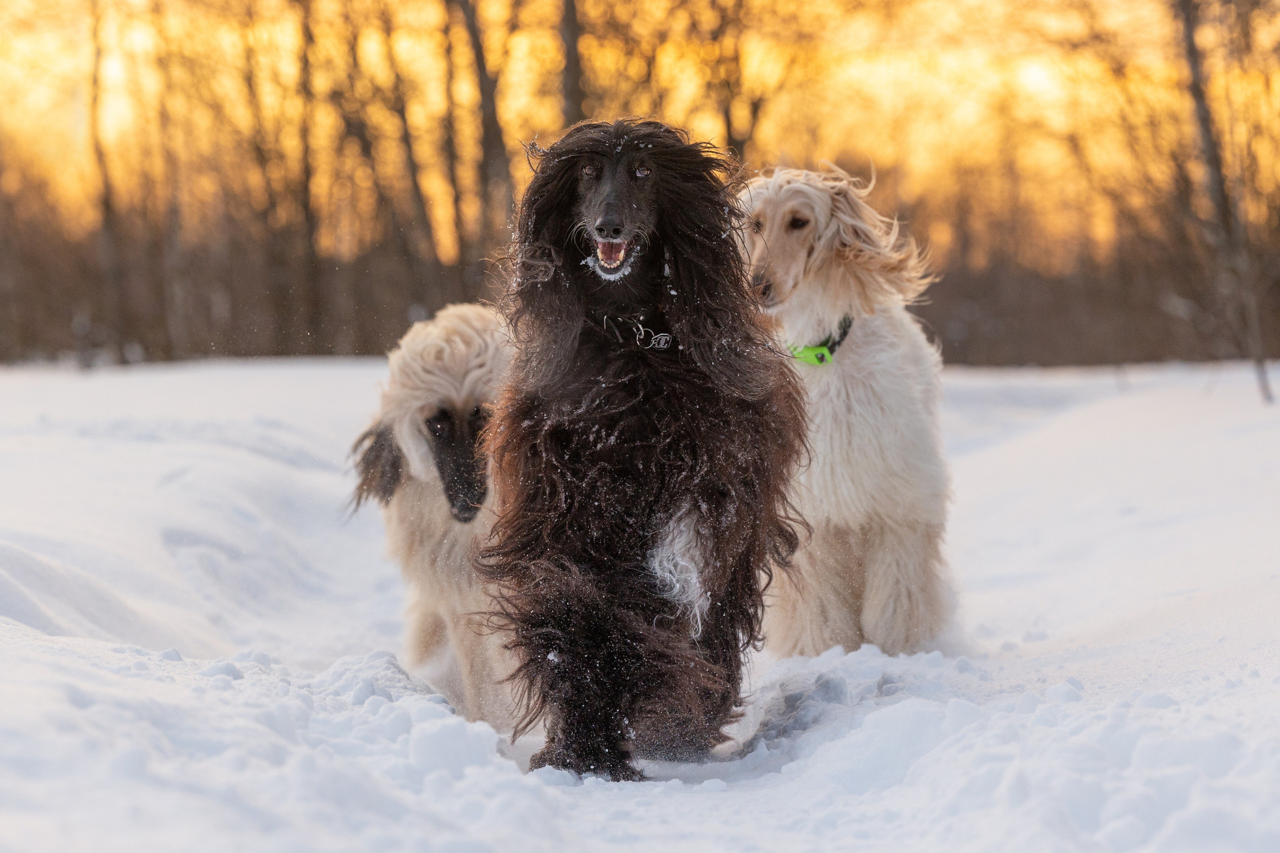 Игры афганов в снегу. Фотограф-анималист Natalia Deingel | Фотосъемка собак в Москве