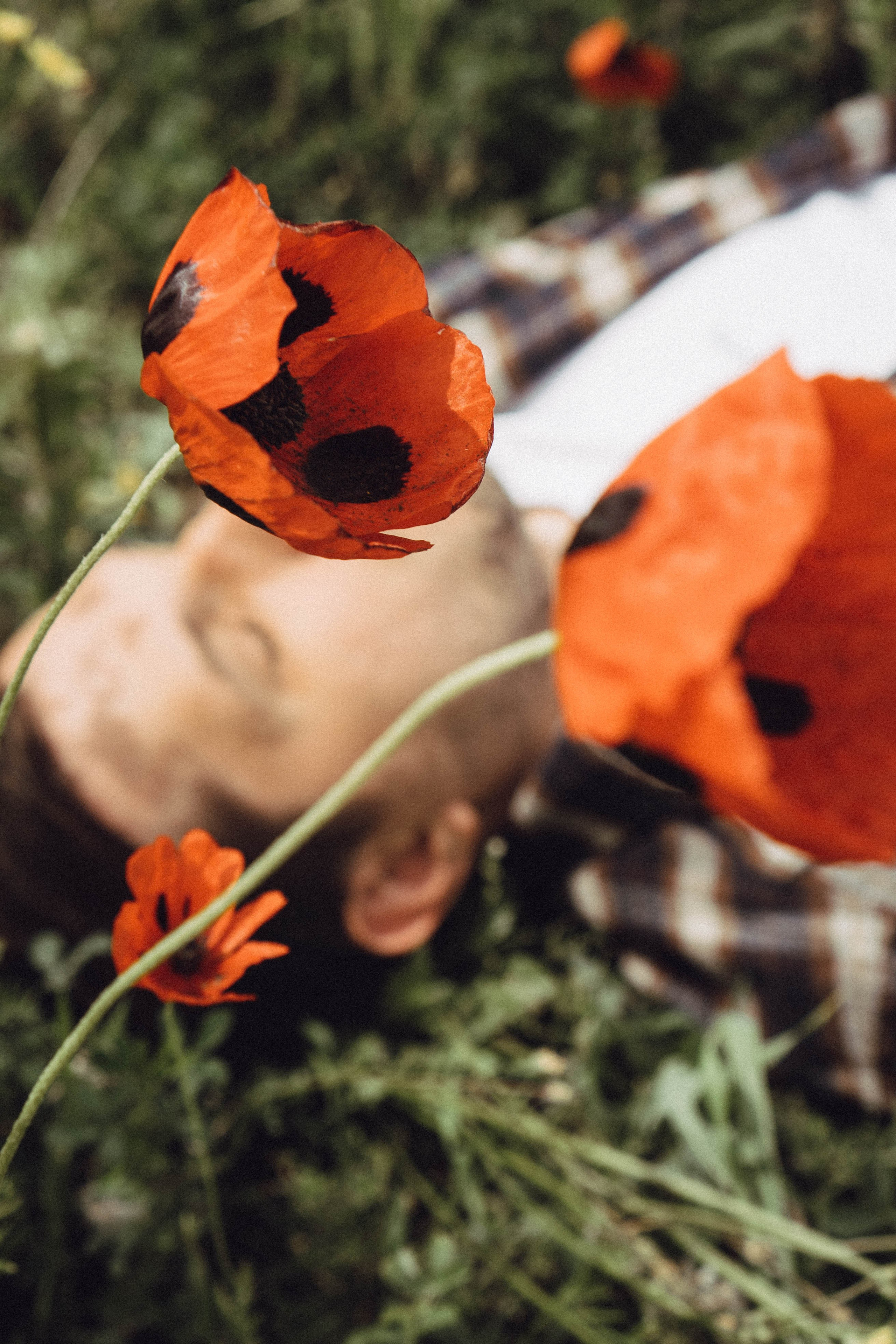 Маки. Профессиональный фотограф, Санкт-Петербург — Виктория Богомолова