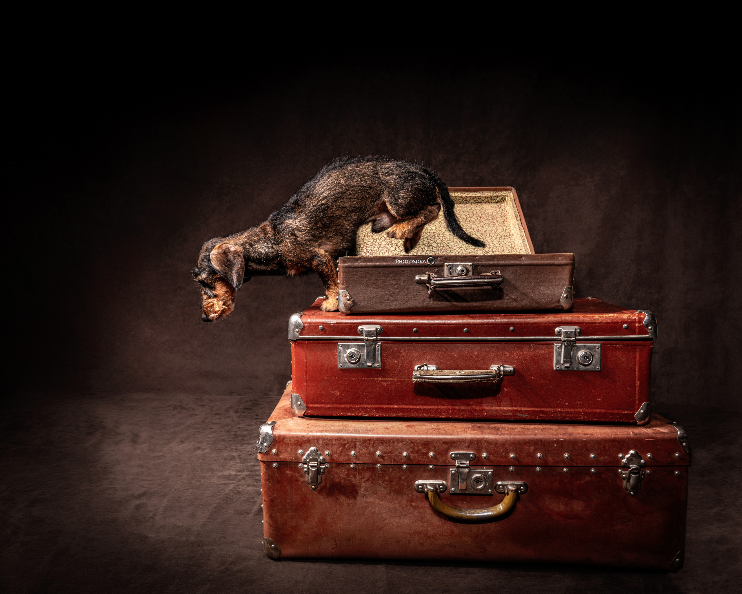 ФОТОПАМЯТЬ ВАШИХ ЭМОЦИЙ. Фотограф-анималист, семейный фотограф в Москве и Подмосковье. Фотосъёмка кинологических дисциплин