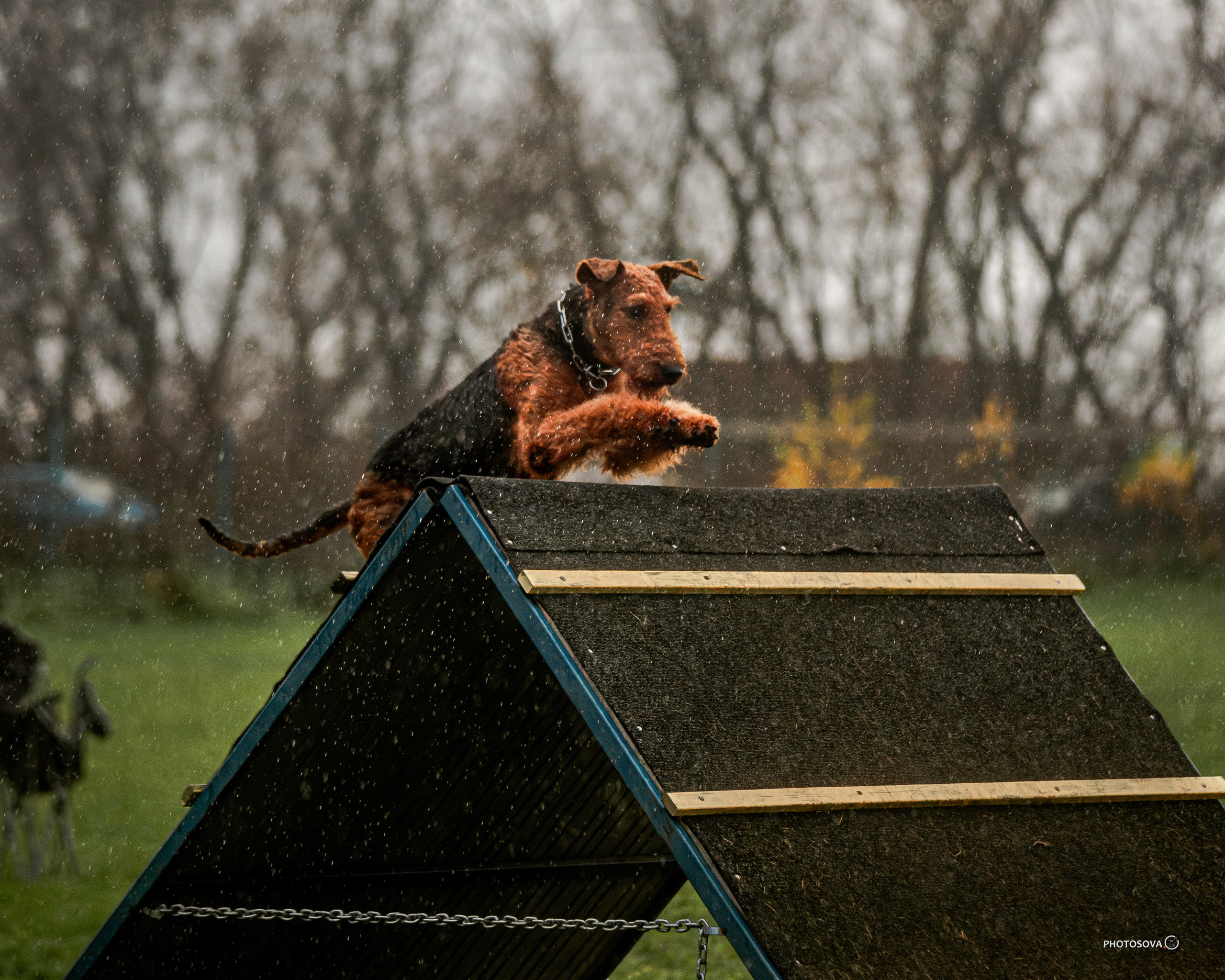 МЫ — КОМАНДА (соревнования) OKD, BH, IBGH, IGP. Фотограф-анималист, семейный фотограф в Москве и Подмосковье. Фотосъёмка кинологических дисциплин