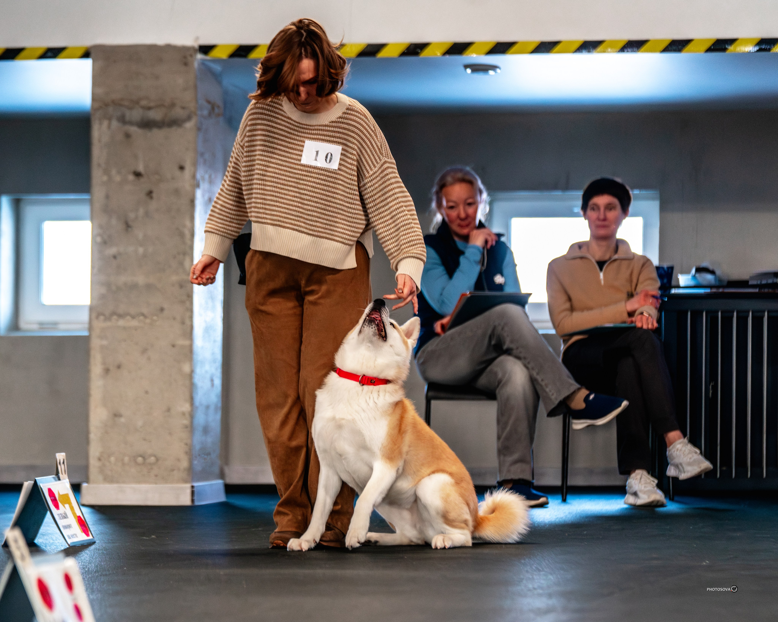 ТЫ И Я (соревнования по ралли-обидиенс). Фотограф-анималист, семейный фотограф в Москве и Подмосковье. Фотосъёмка кинологических дисциплин