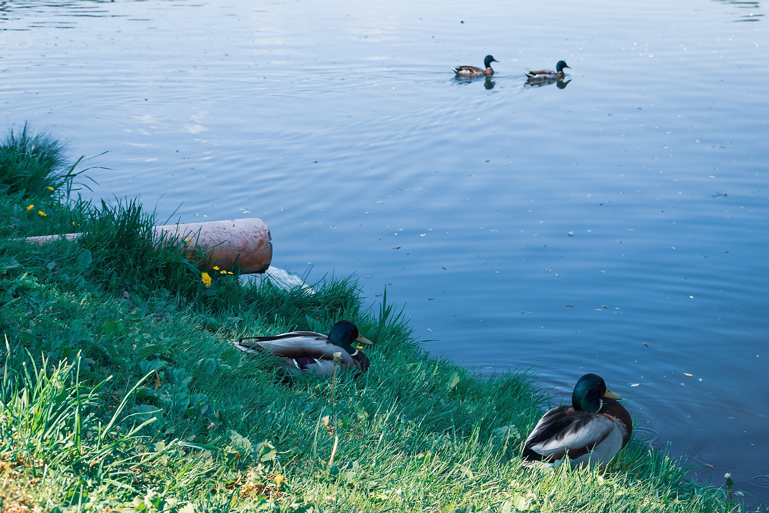Наш Дом — Земля. Аmat Victoria Сuram