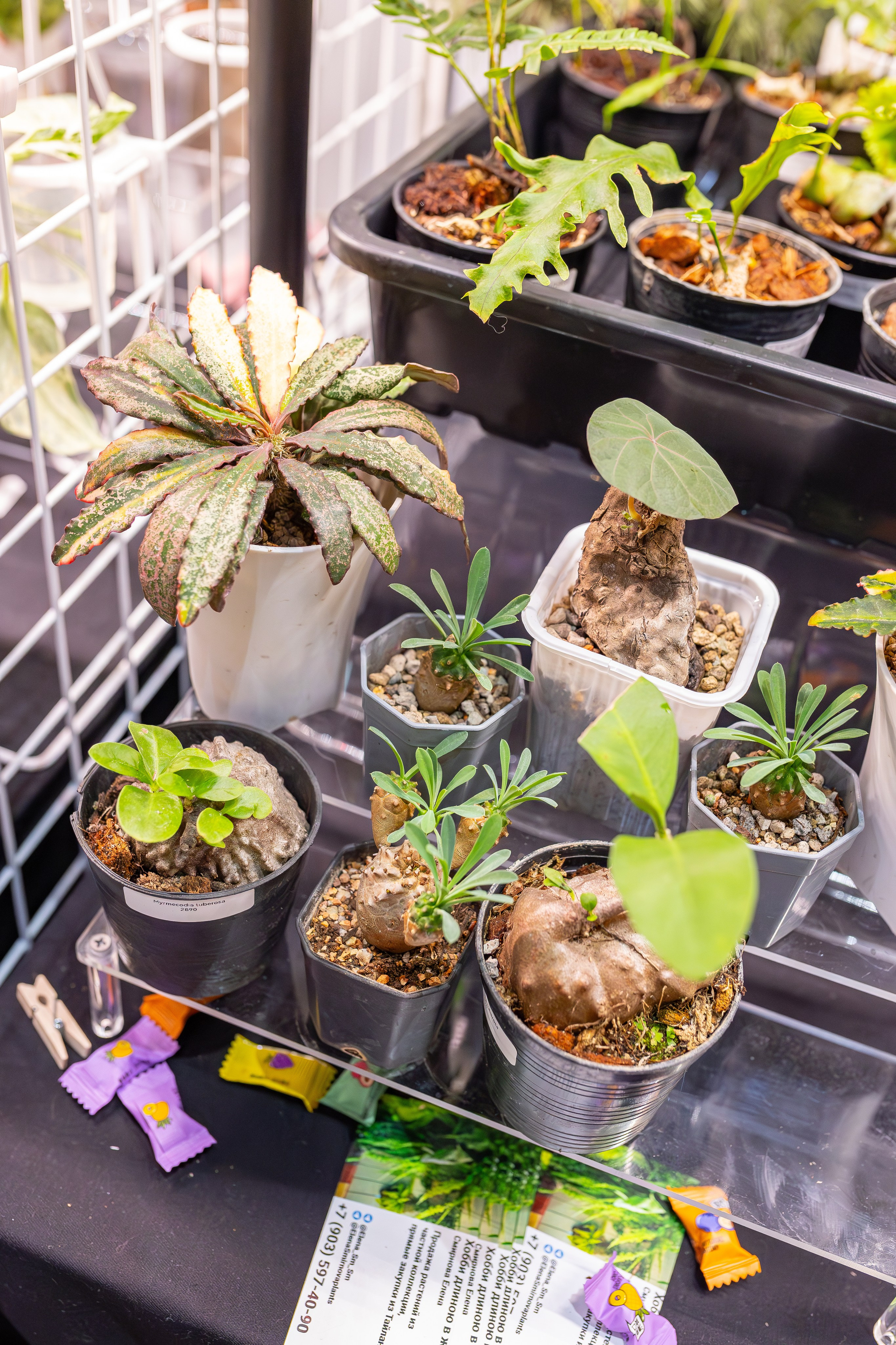 Монстериум апрель 2026. Александра Куликова фотограф, Москва