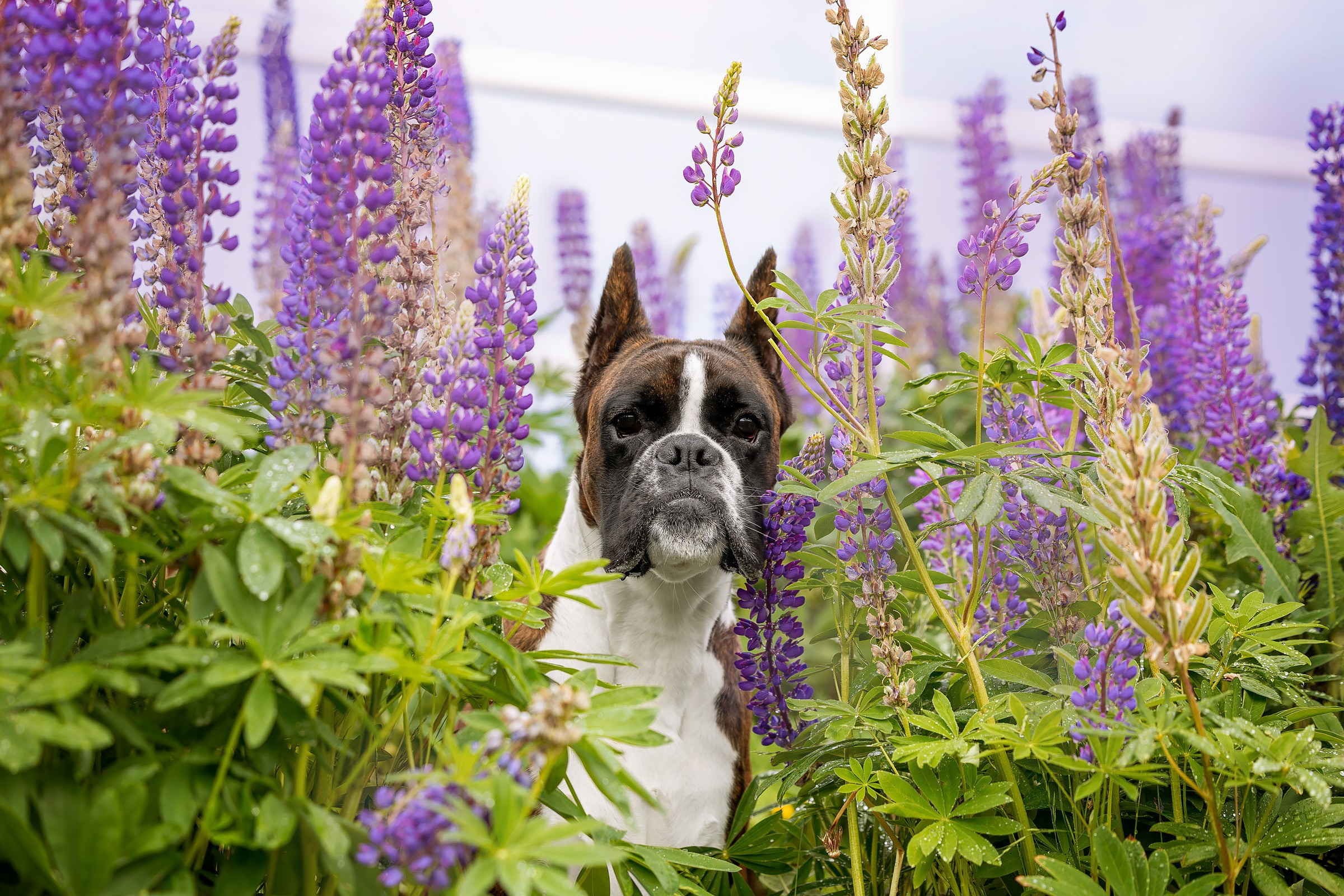 7–8 июня 2025, Выставка РОССИЯ, г. Москва. Htykk_photo