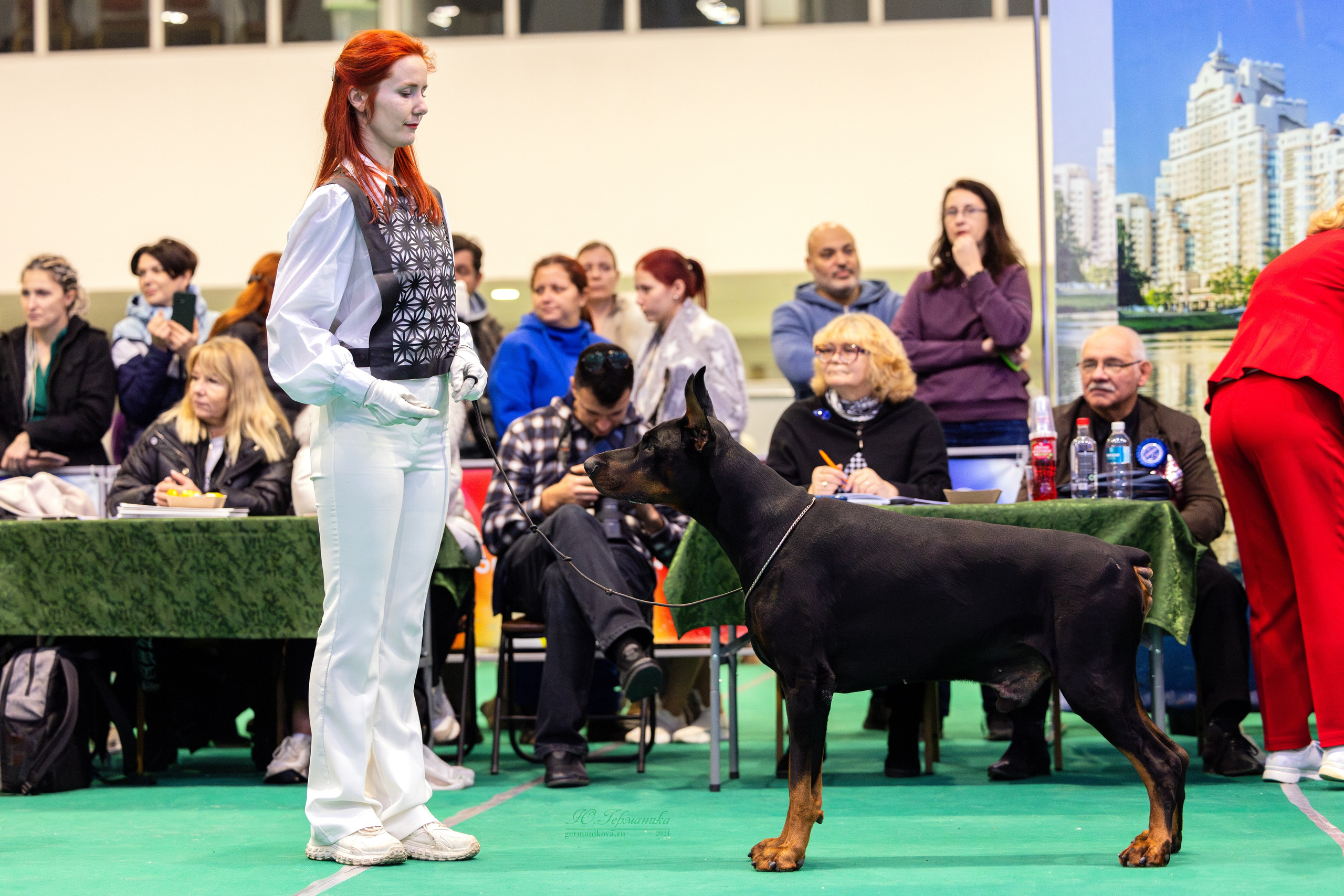 Минск 23.11.2024. Фотограф-анималист Юлия Германика