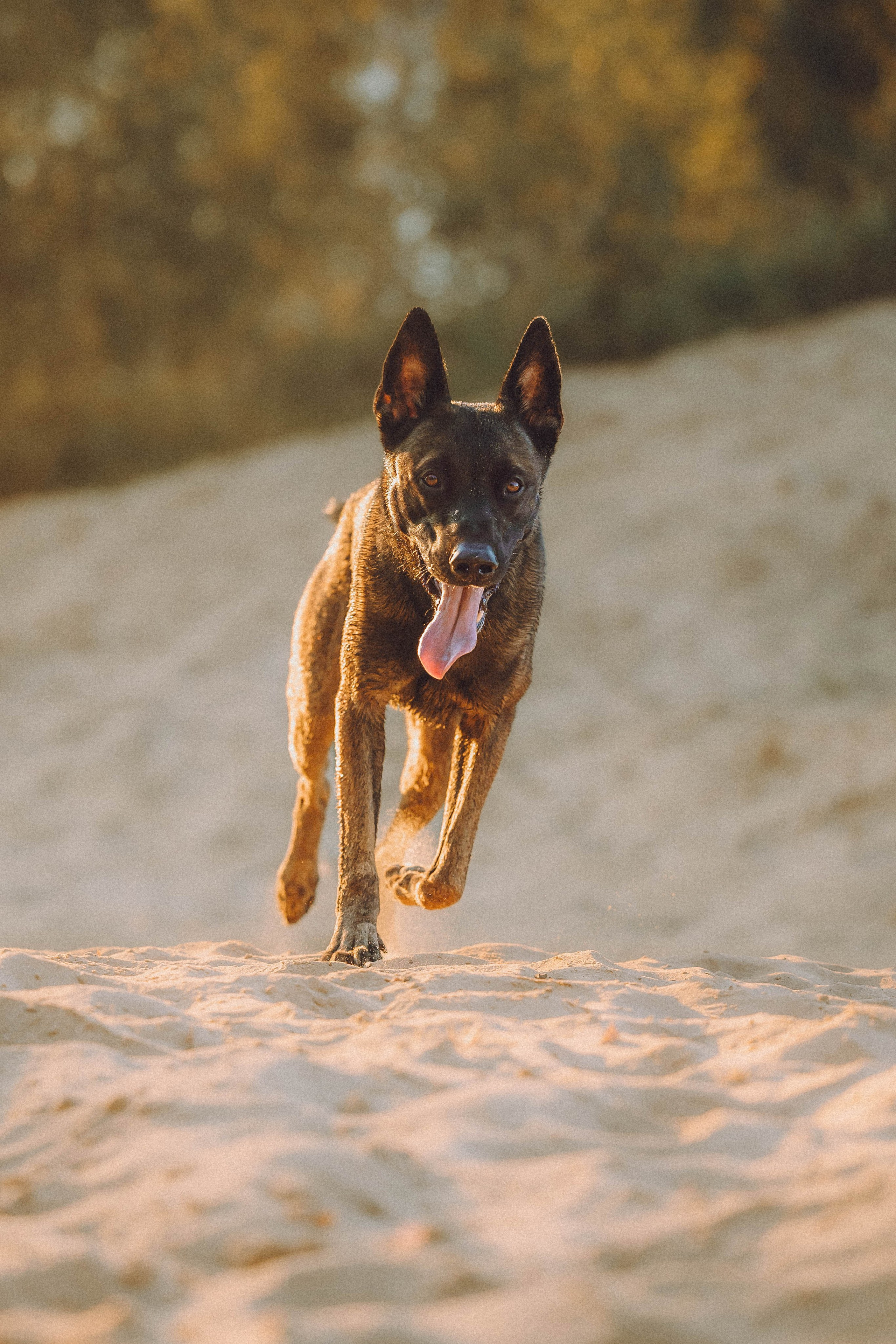 Таня, Ерш и Оллик