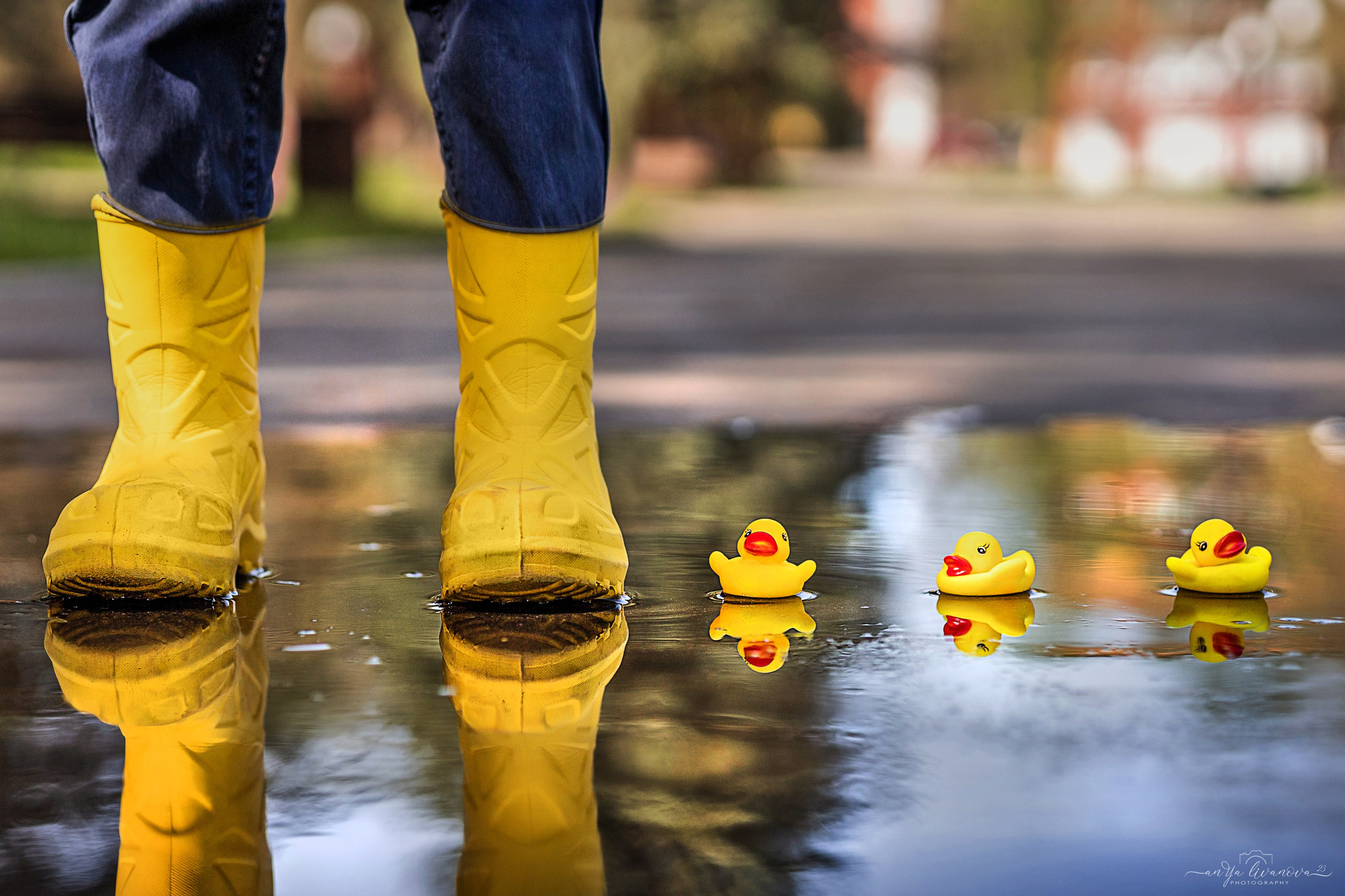 Солнышки. Фотограф анималист Аня Ливанова | Рыбинск