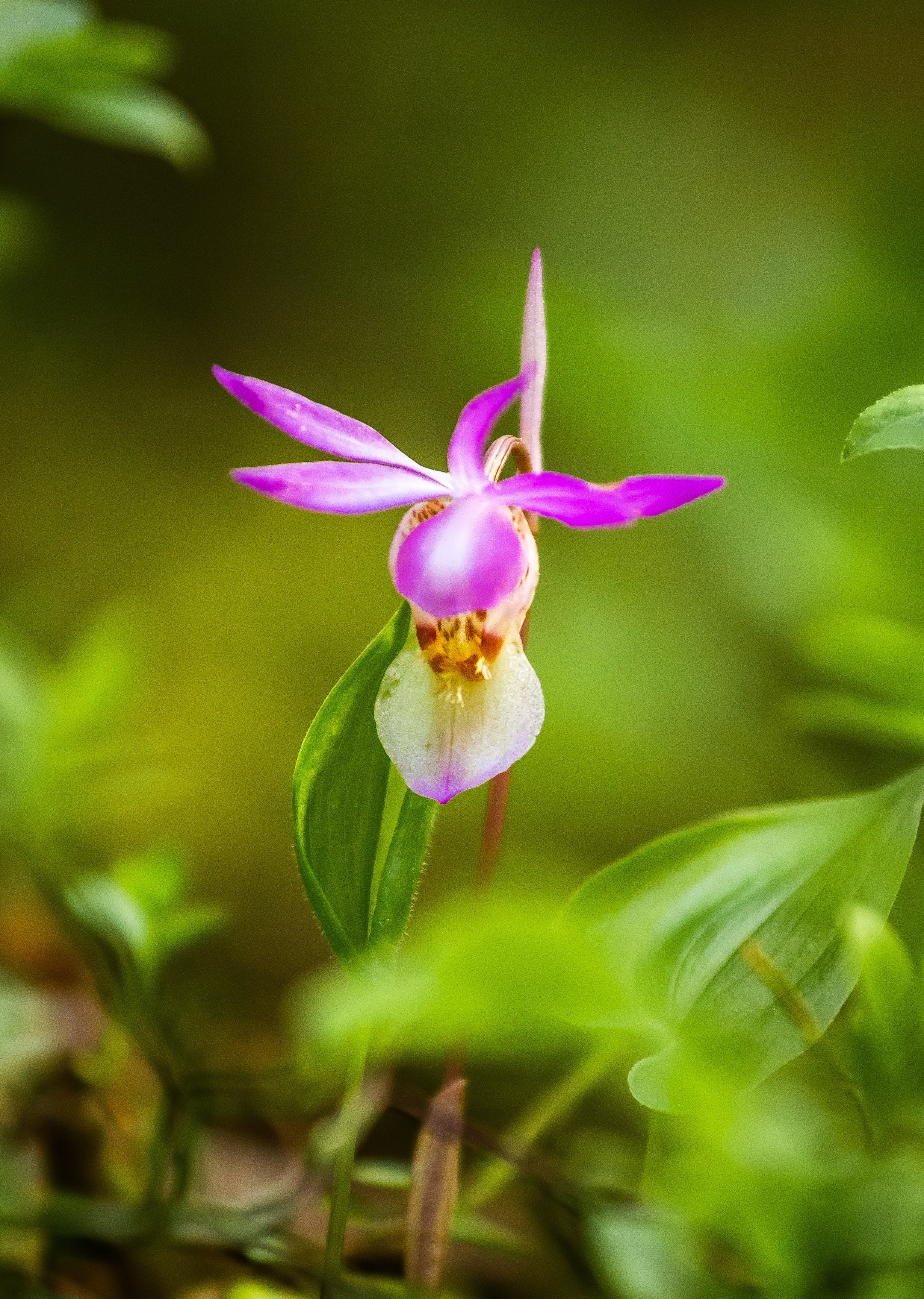 Макро. Авторские туры с профессиональным фотографом