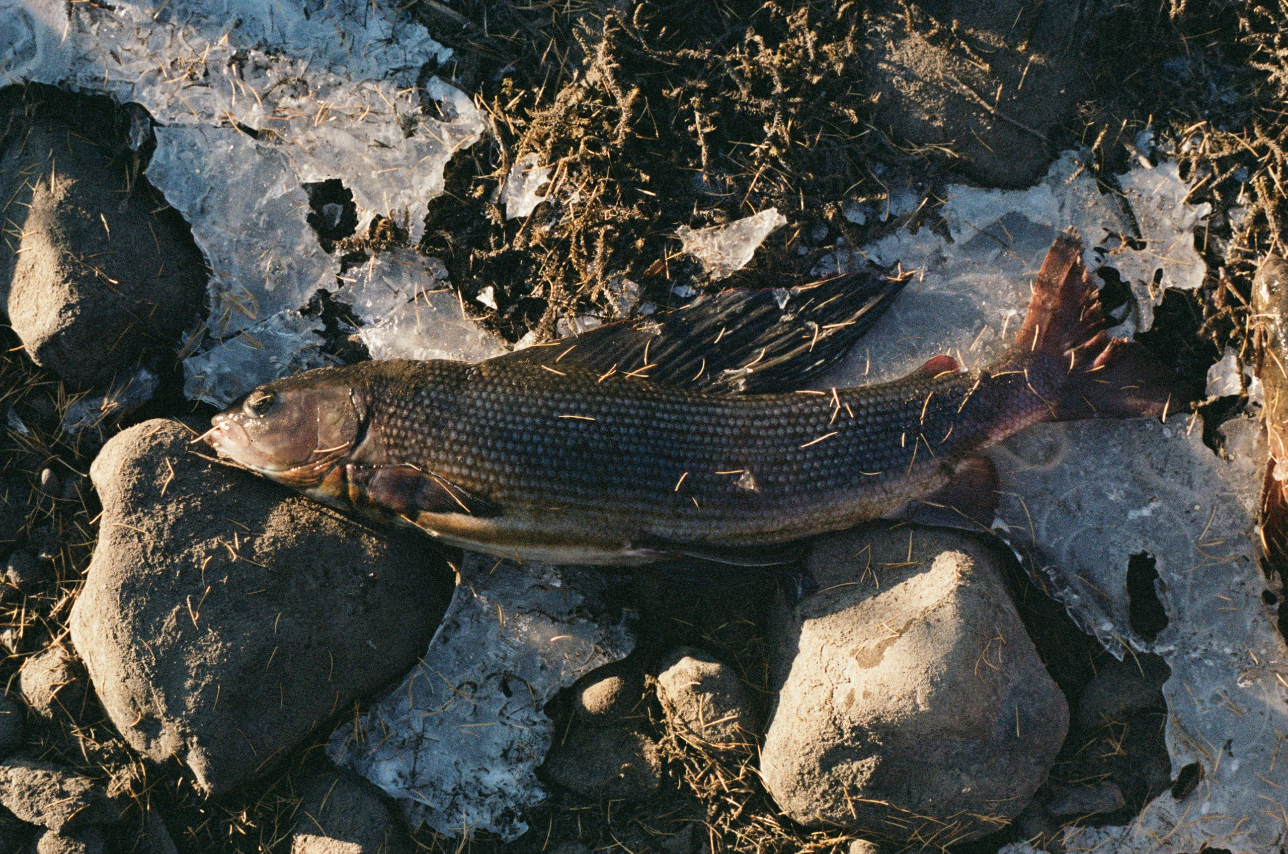 Не забудь накормить озеро. Natalya Madilyan