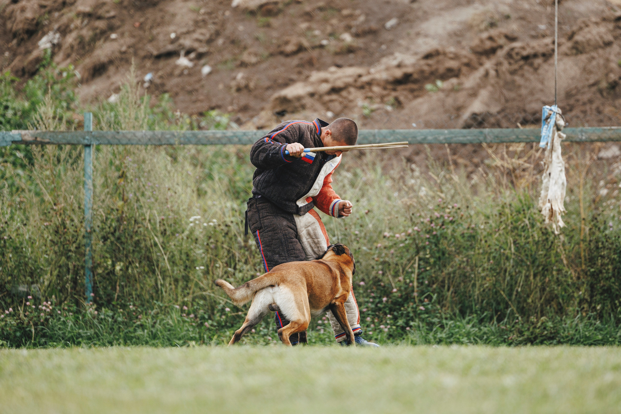 08.08.25-10.08.25 ЧР по мондьорингу г. Вологда. Фотограф-анималист Анна Маринич