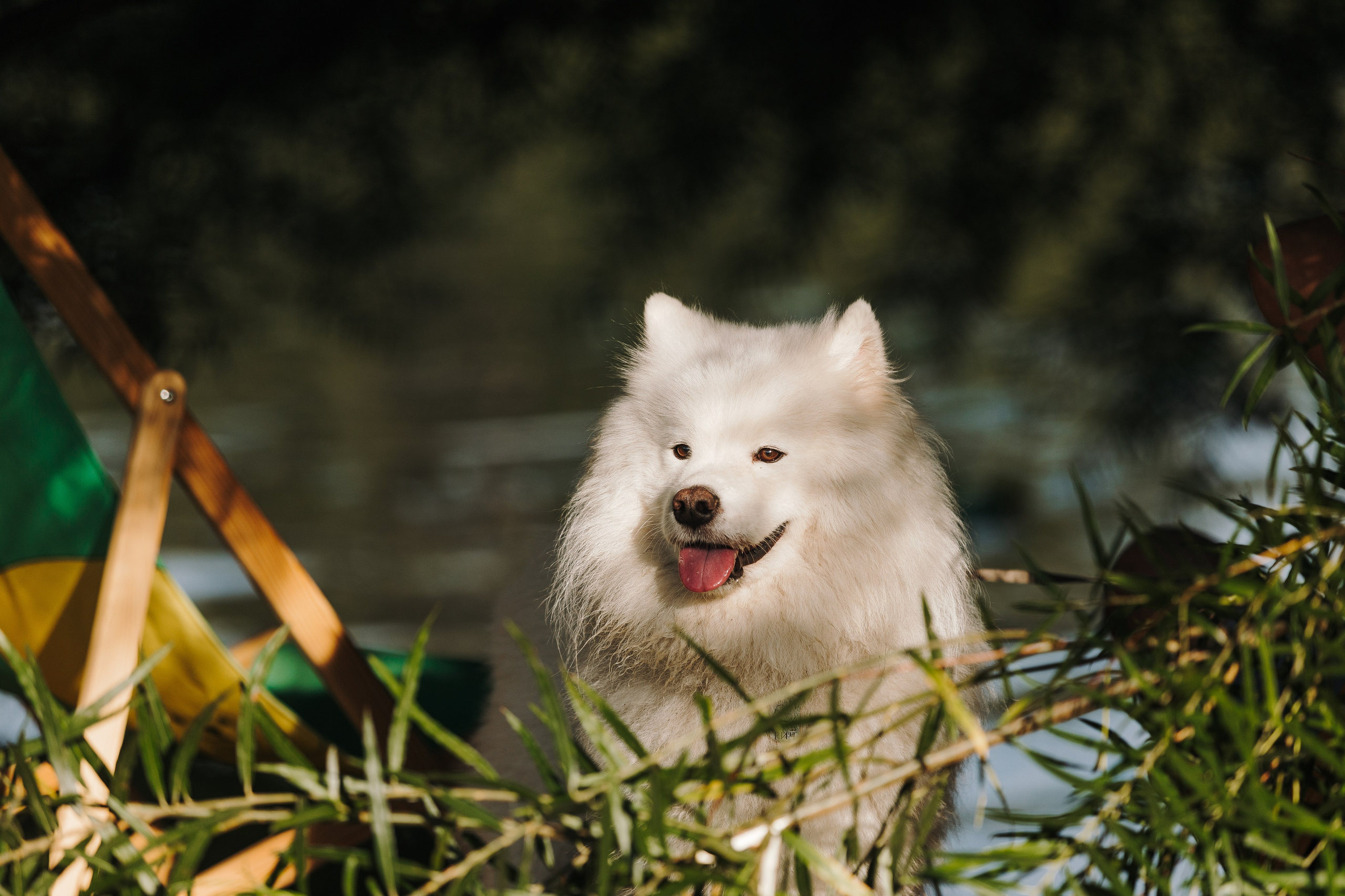 Petshop Sup day. Фотограф анималист Кристина Карпова, Москва